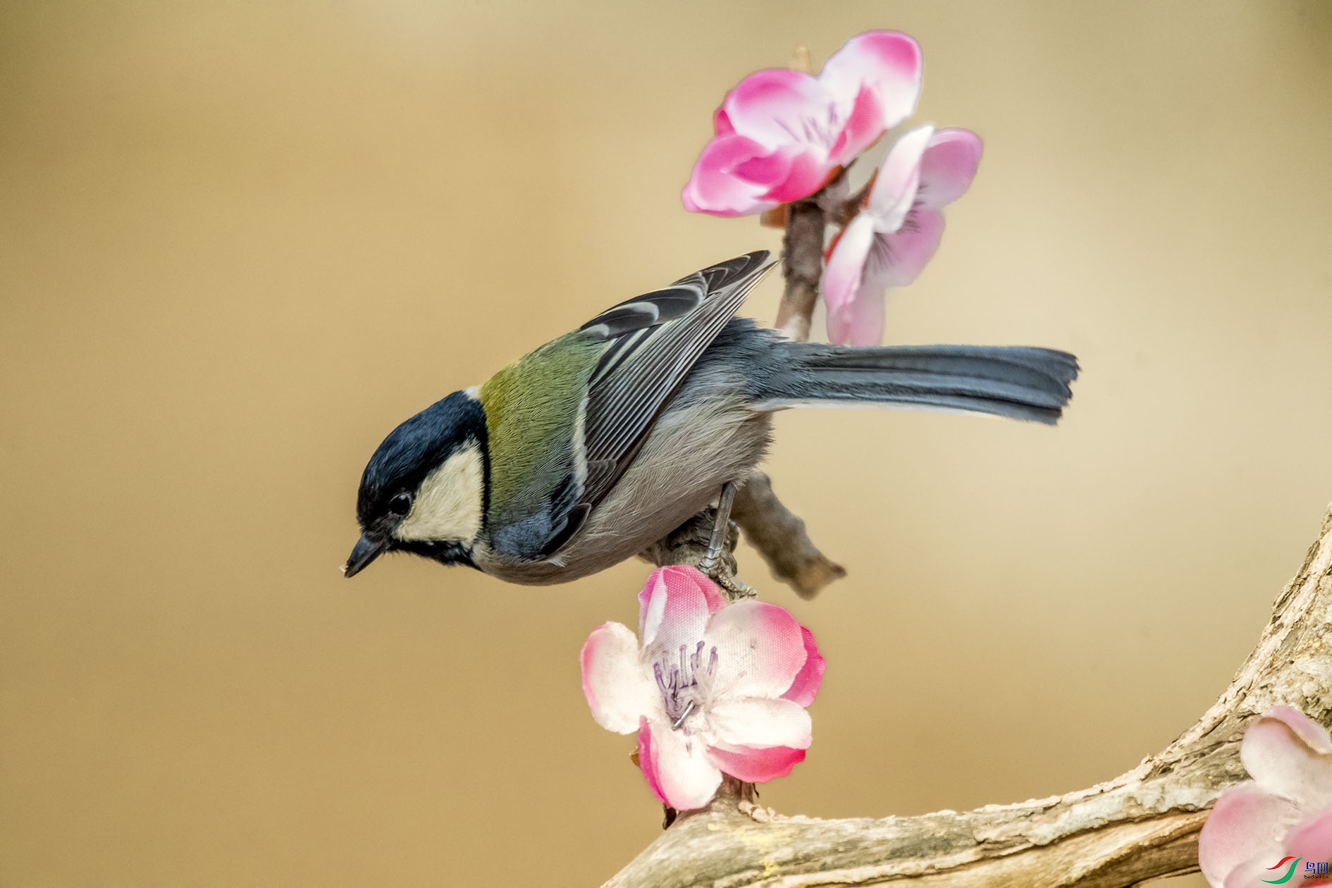 DSC_7446_��ͼ�� ����.jpg