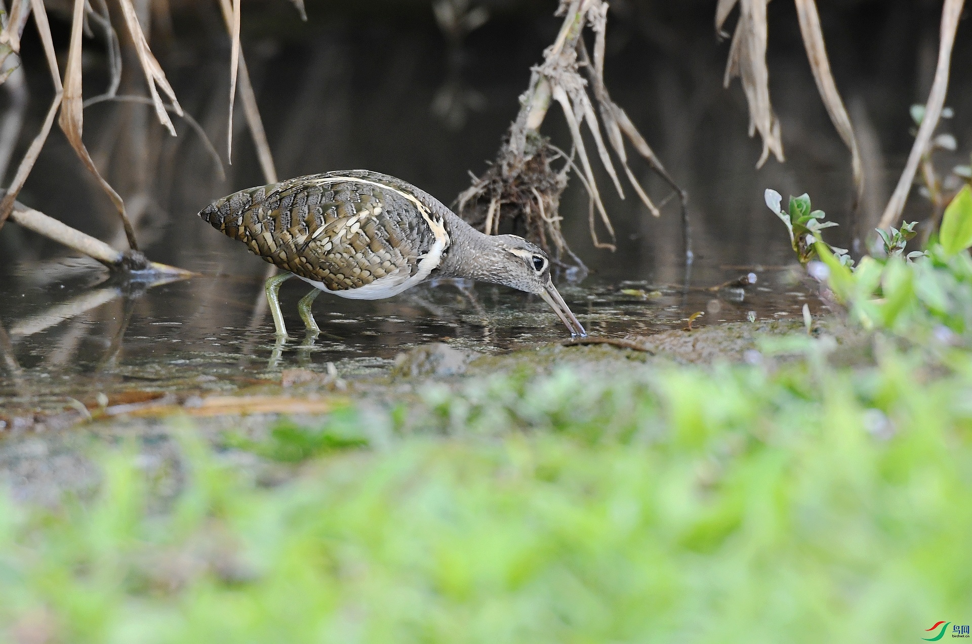 DSC_6762.jpg