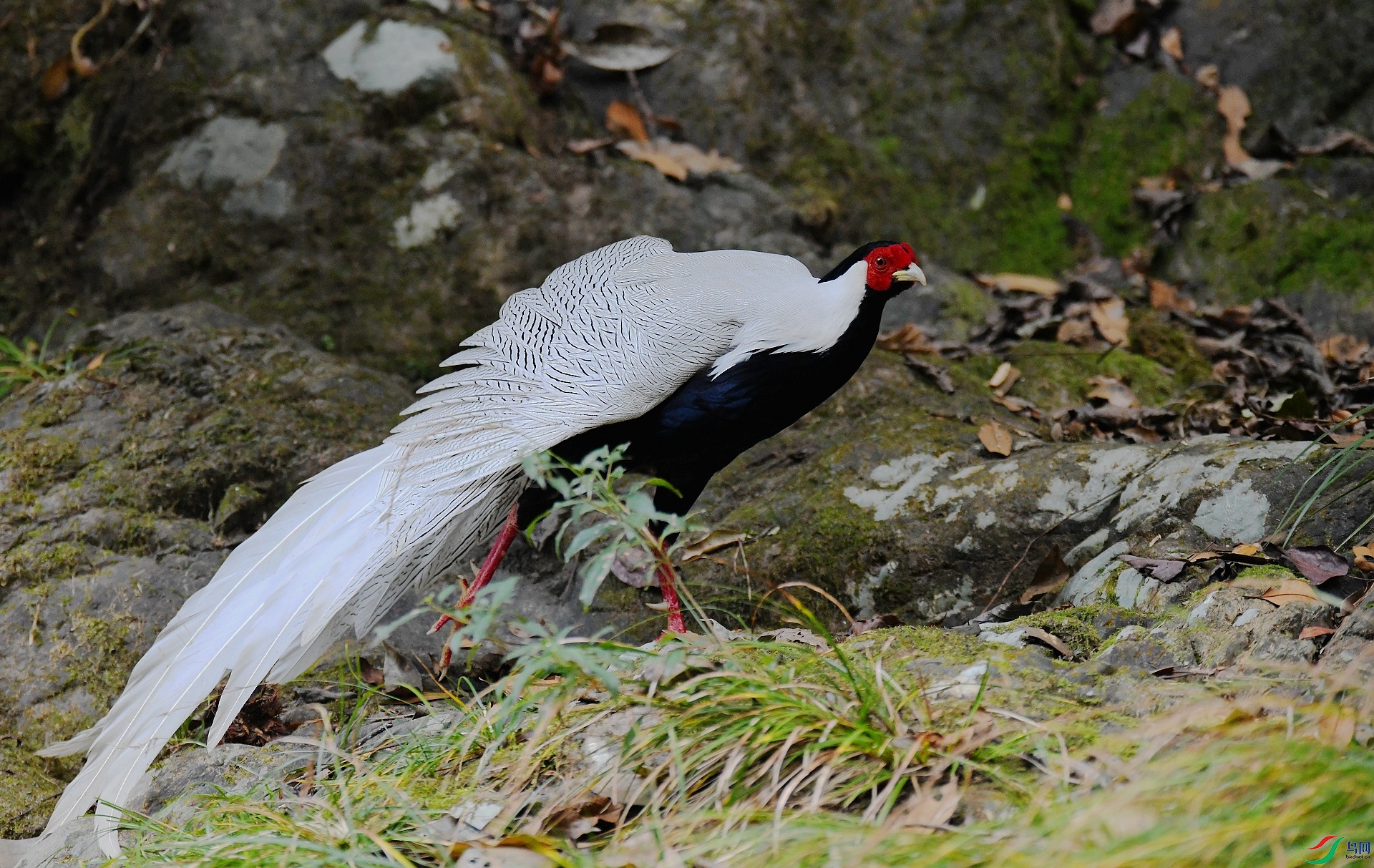 DSC_6254.jpg