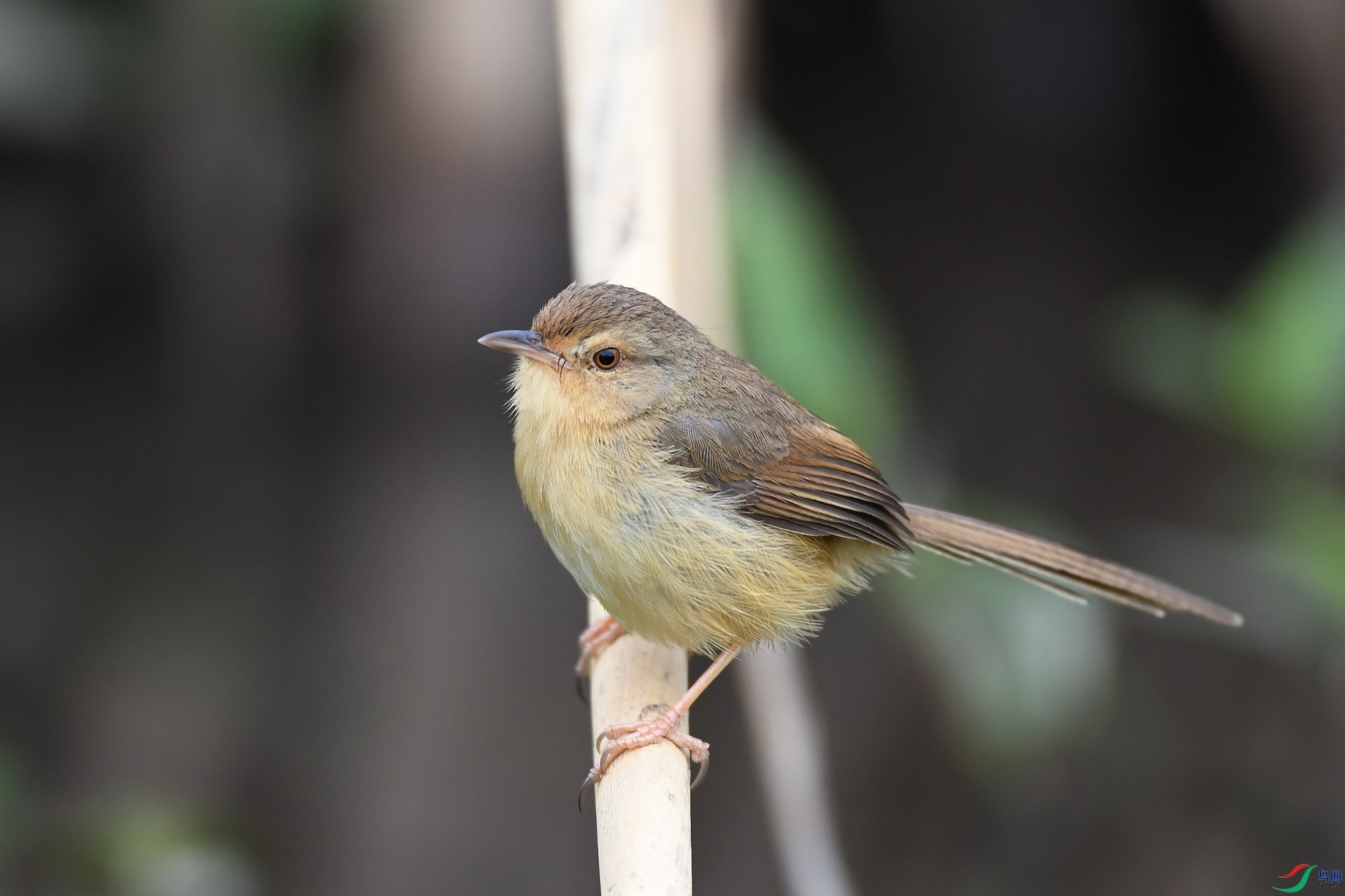 DSC_6921.jpg