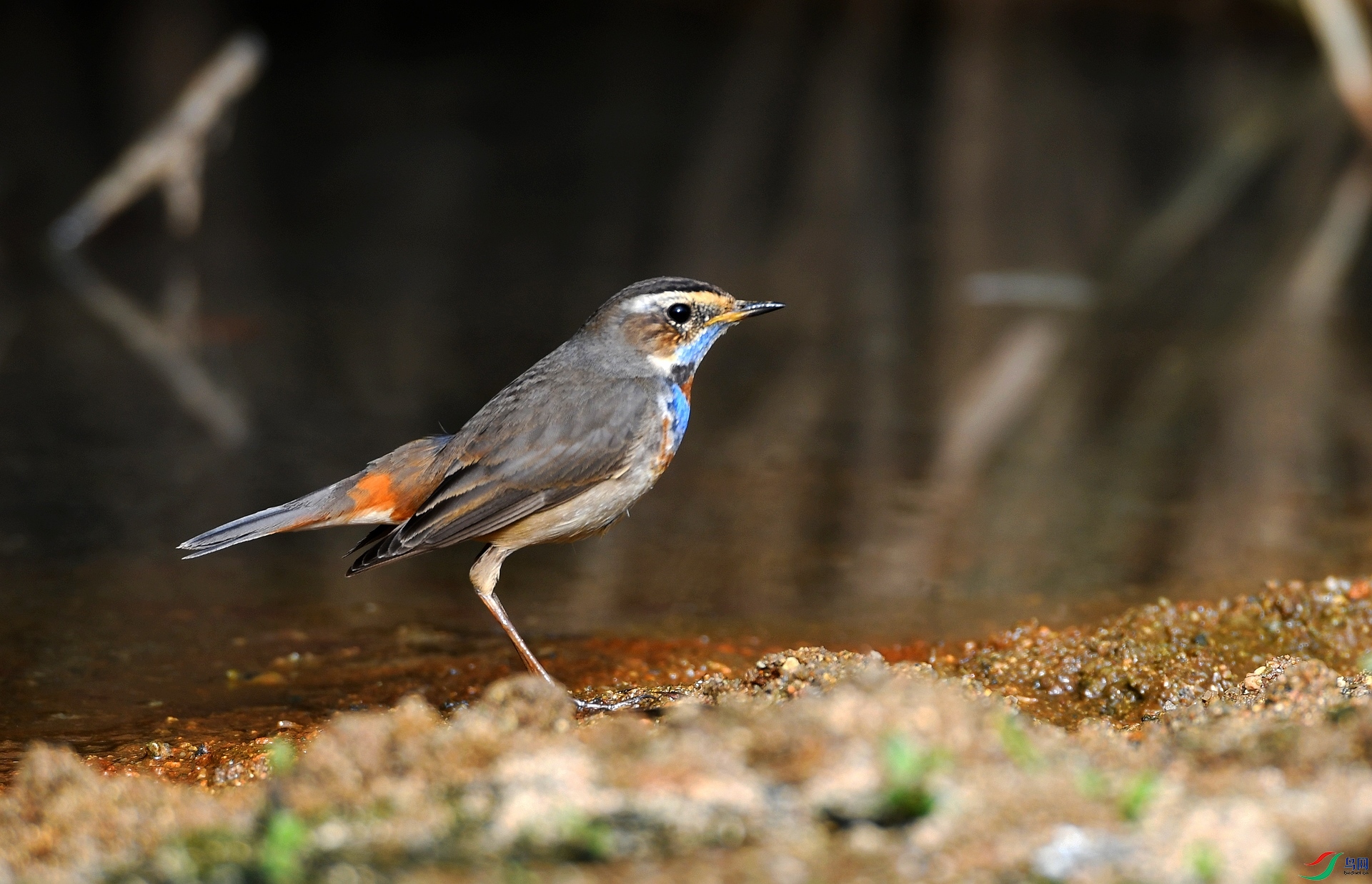DSC_6103.jpg