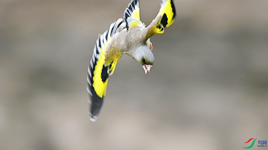 DSC_0559.JPG