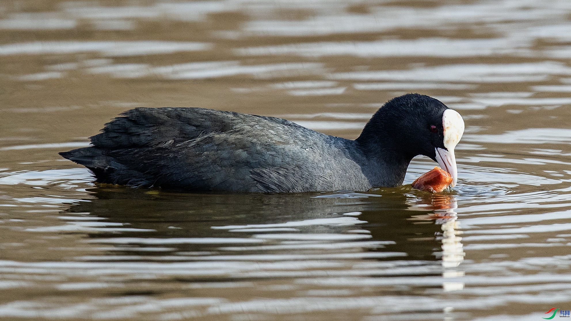 _90I4422 ����.jpg