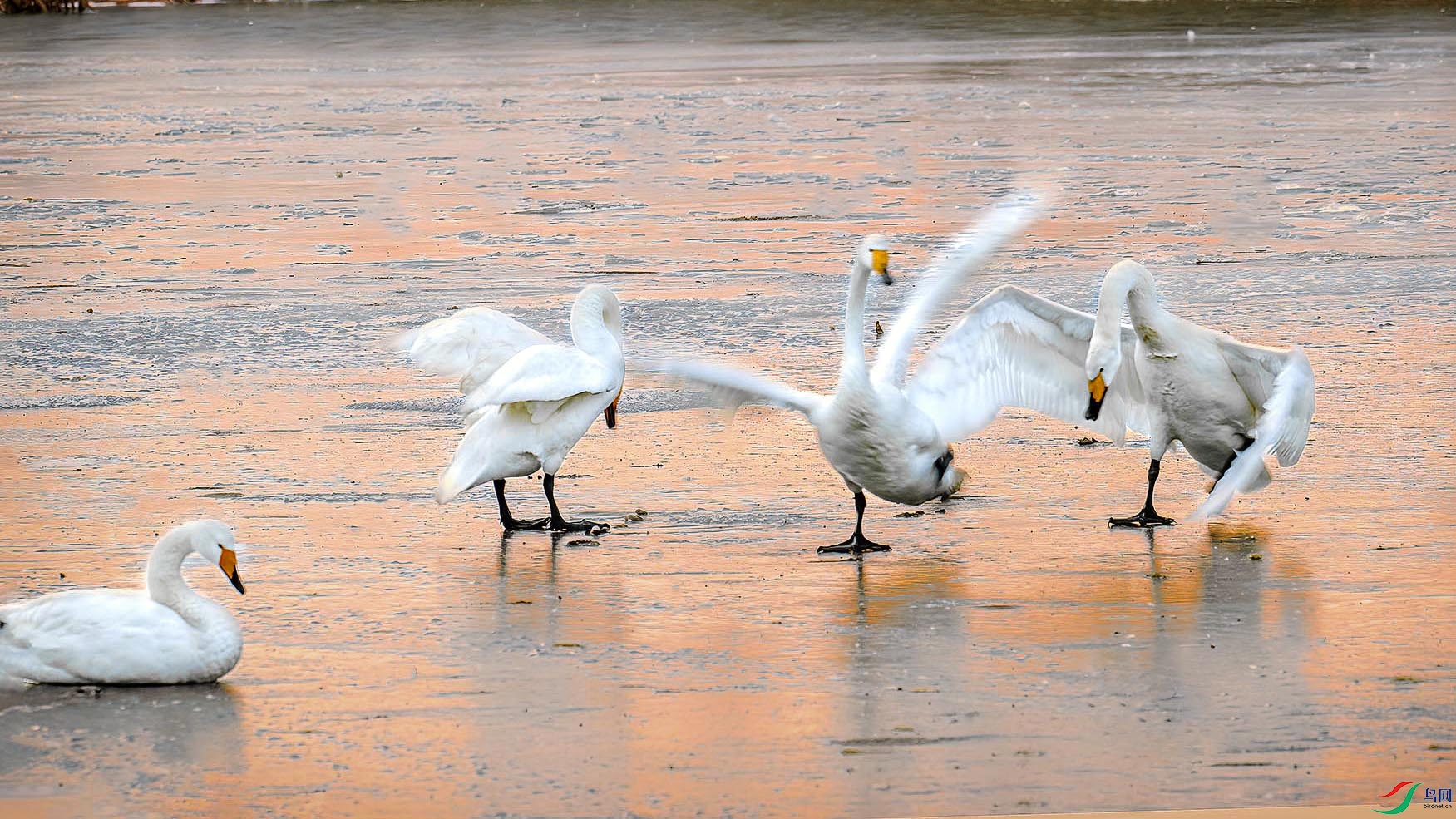 ���ϵ�Ծ��