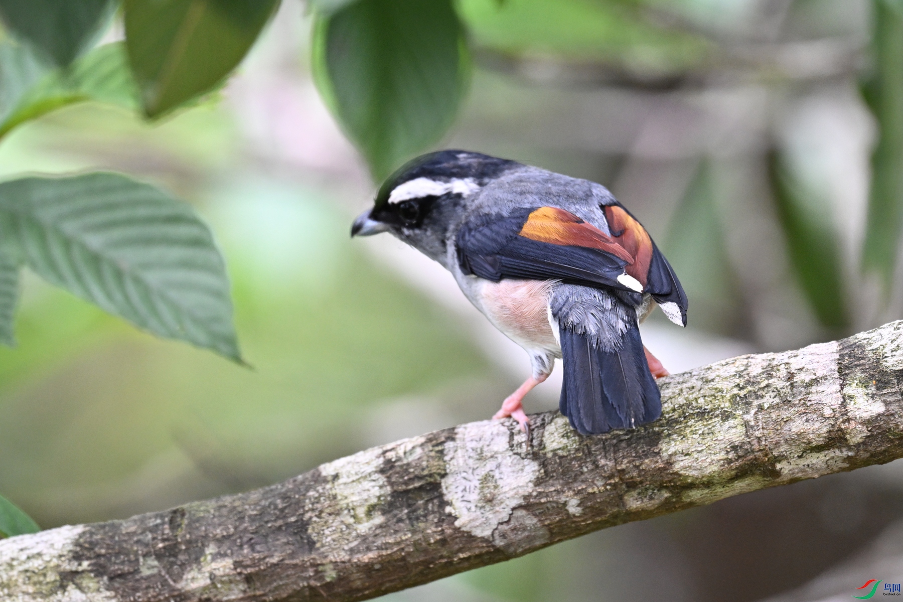 DSC_1264.JPG