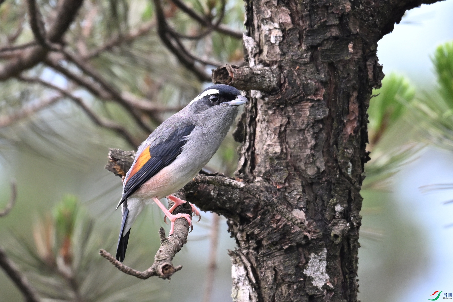 DSC_1246.JPG