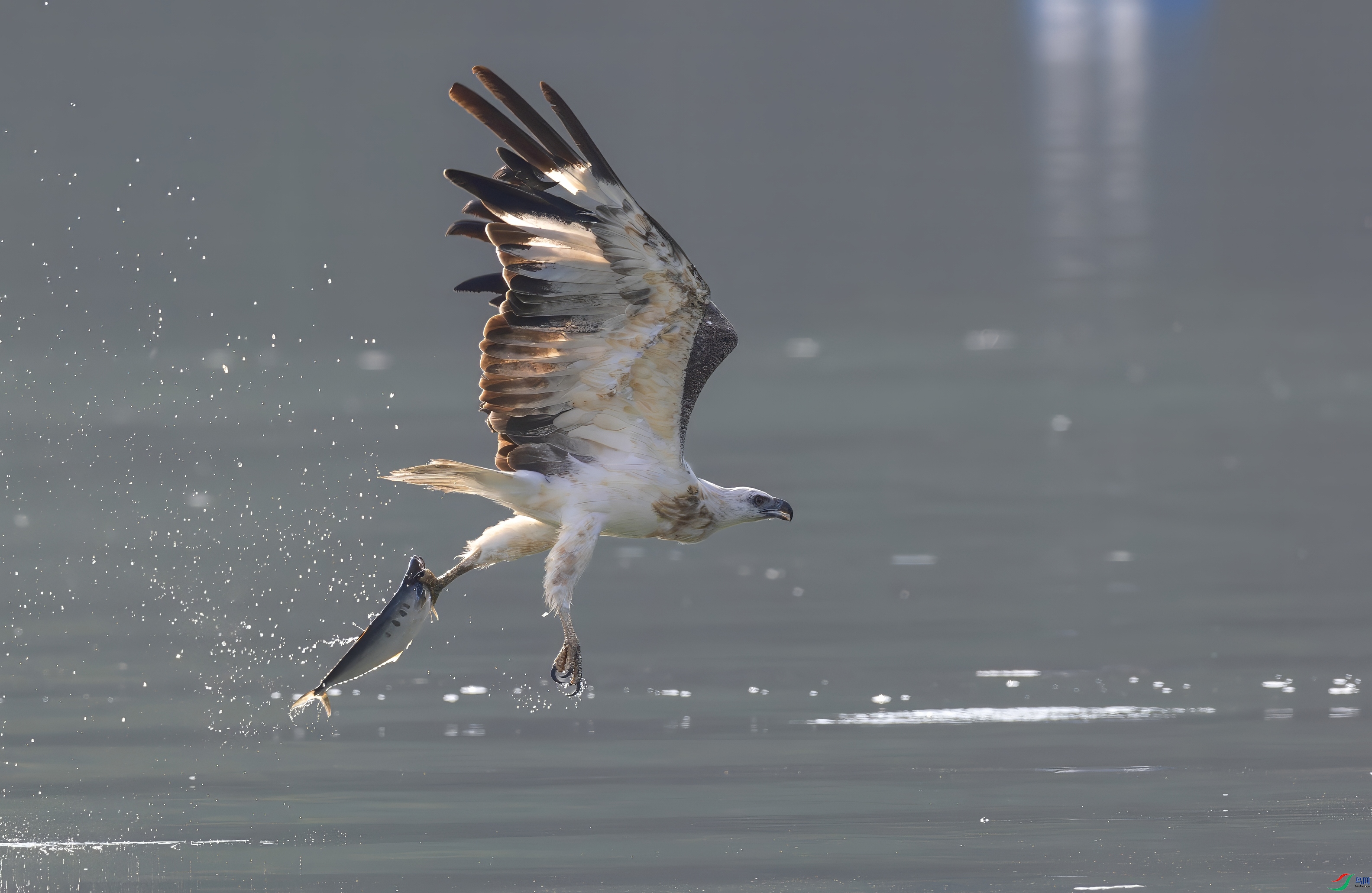 _X0A3386-topaz-denoise.jpeg