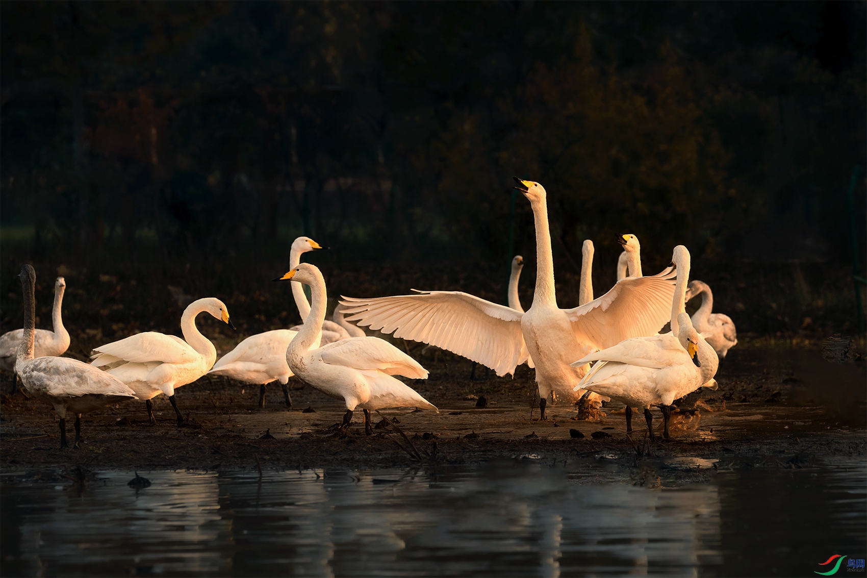 �����----���߶���