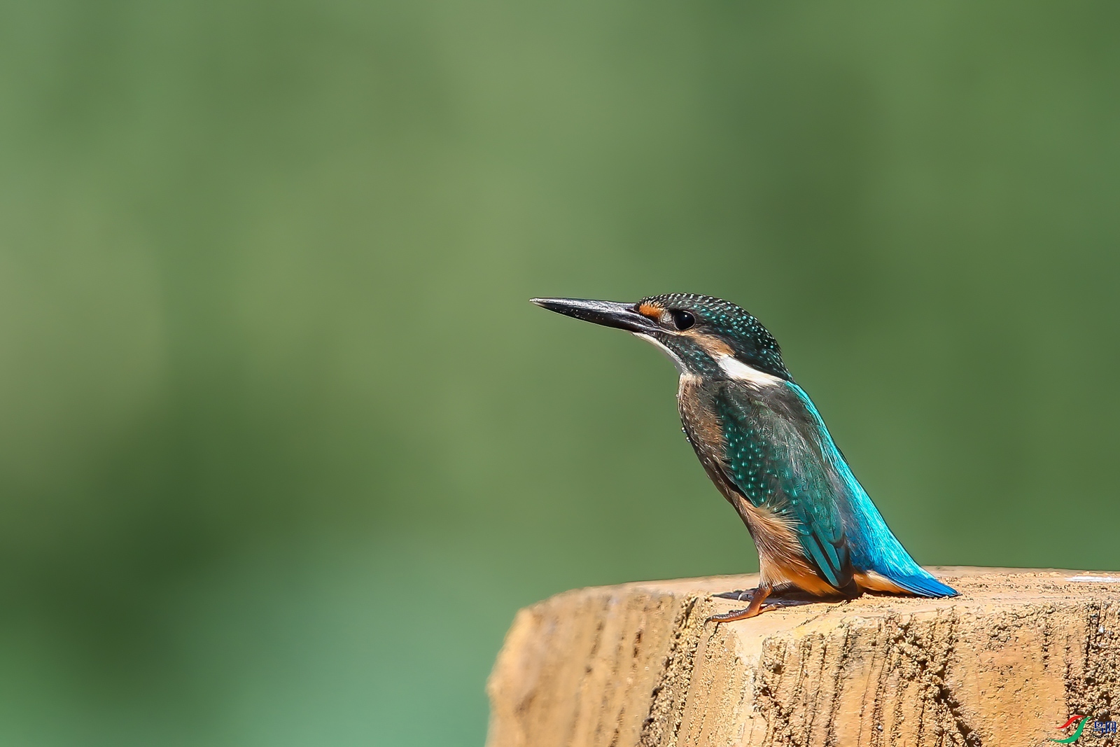 AQ4P6146-1.jpg
