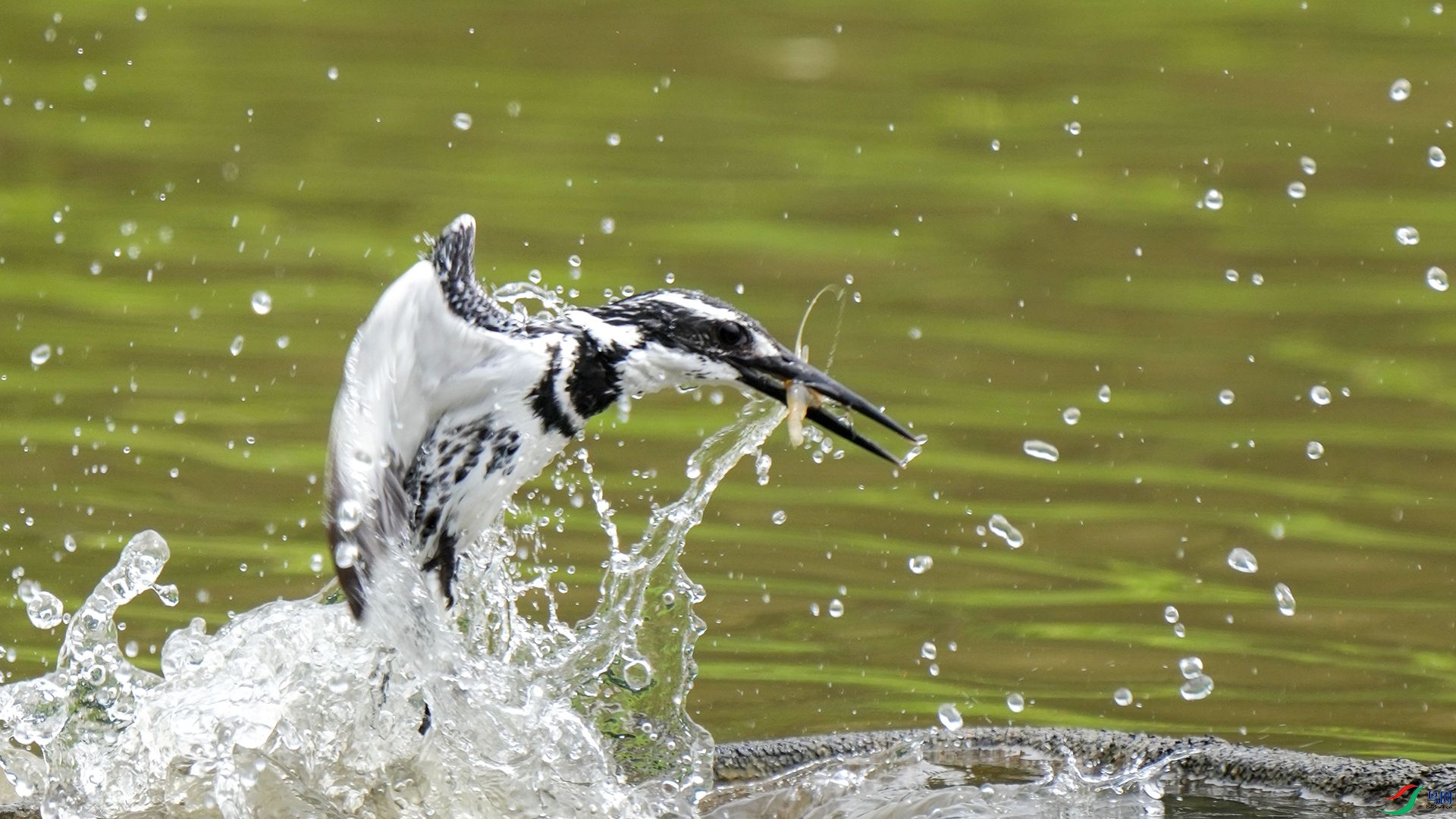 DSC00875 ����.jpg