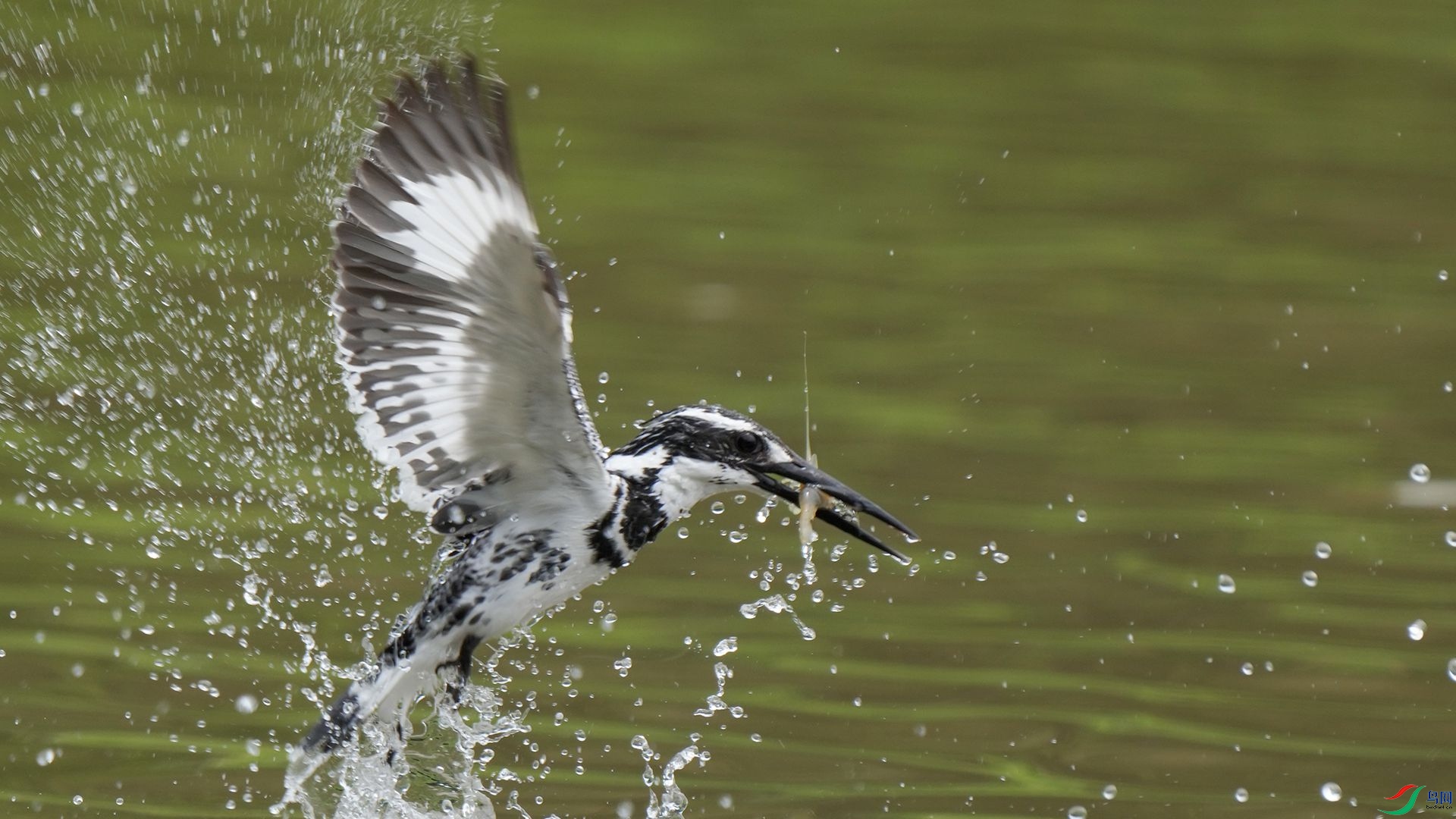 DSC00876 ����.jpg