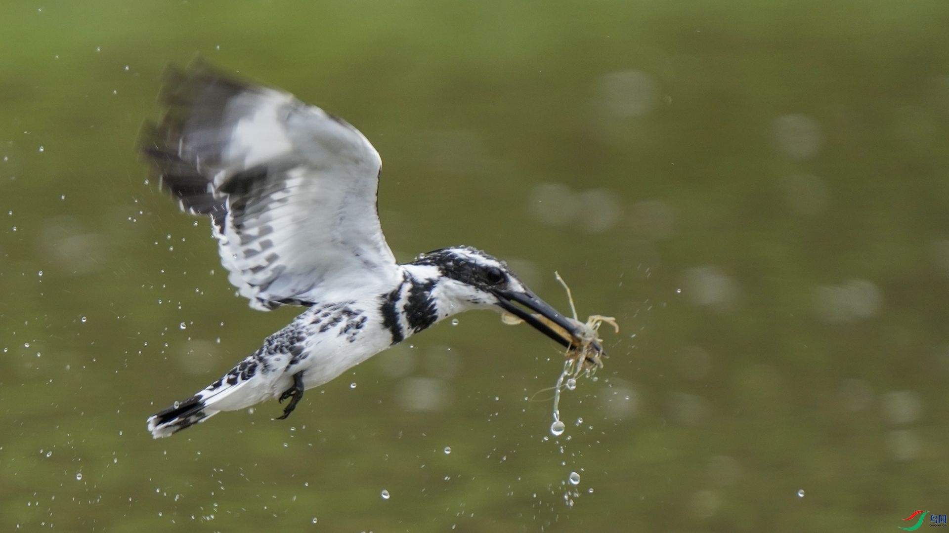 DSC00948 ����.jpg