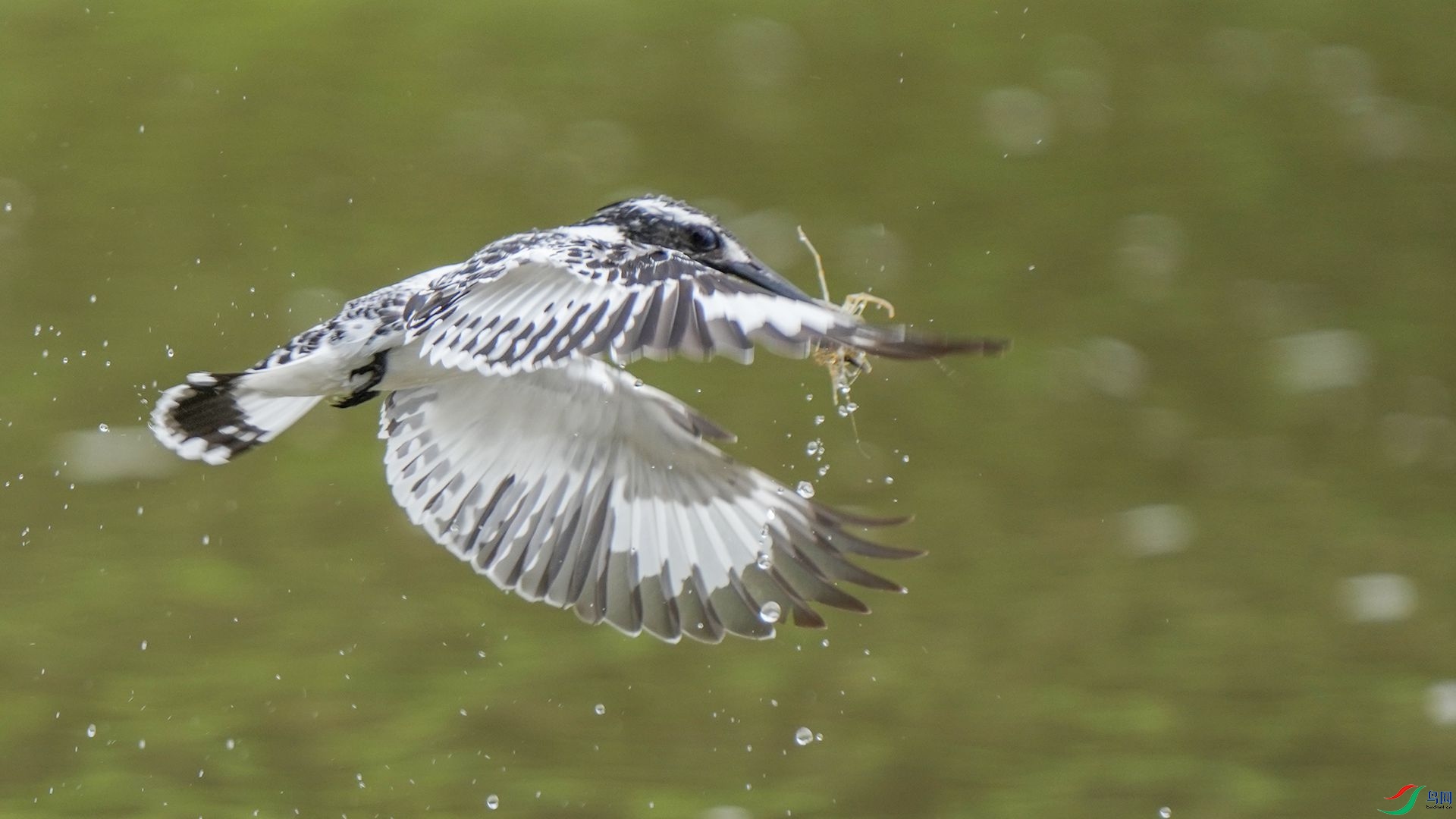 DSC00949 ����.jpg