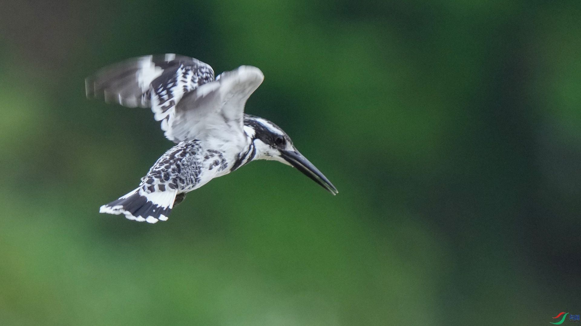 DSC06598 ����.jpg