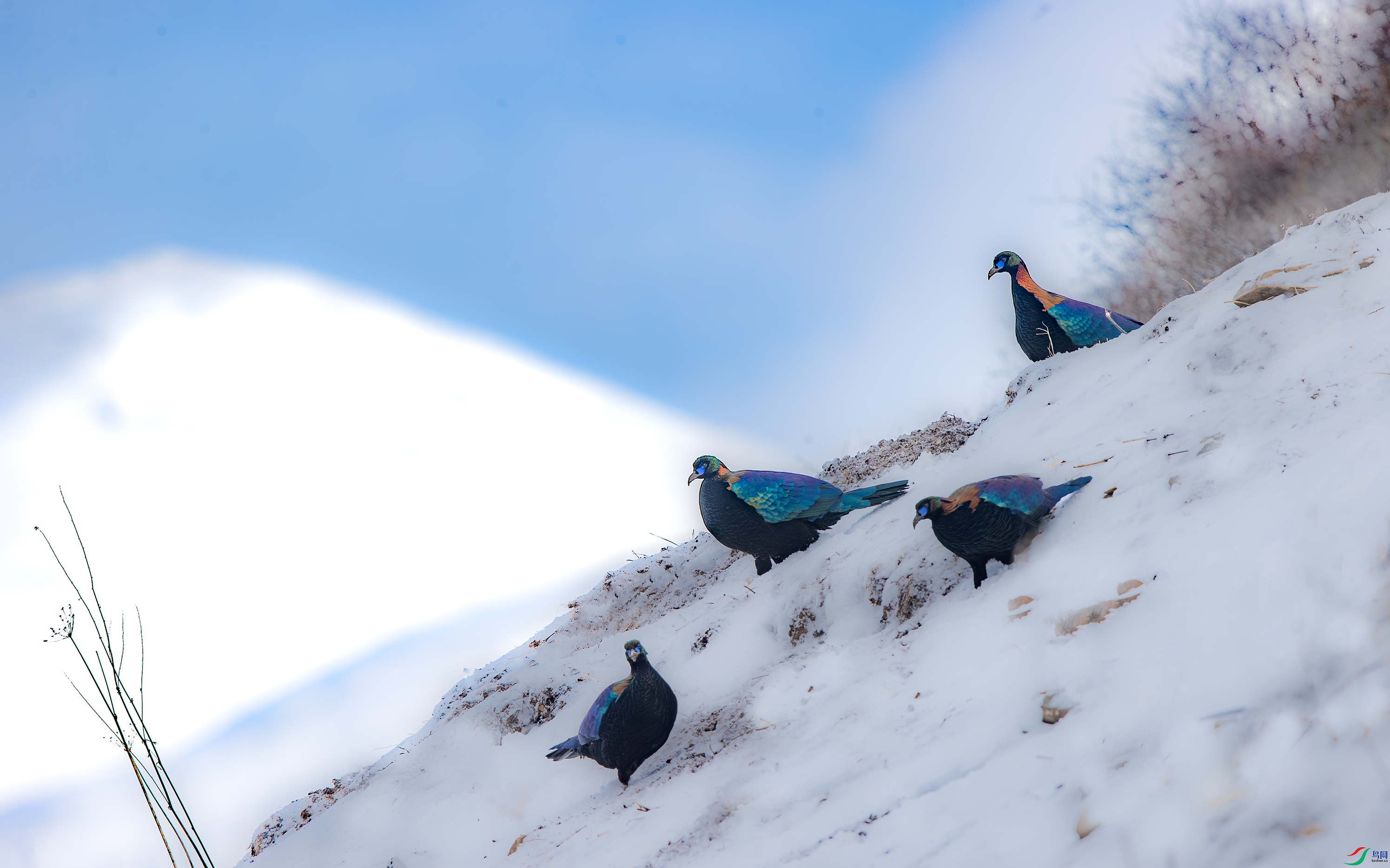 A15I4523-����ǿ-NR ����.jpg