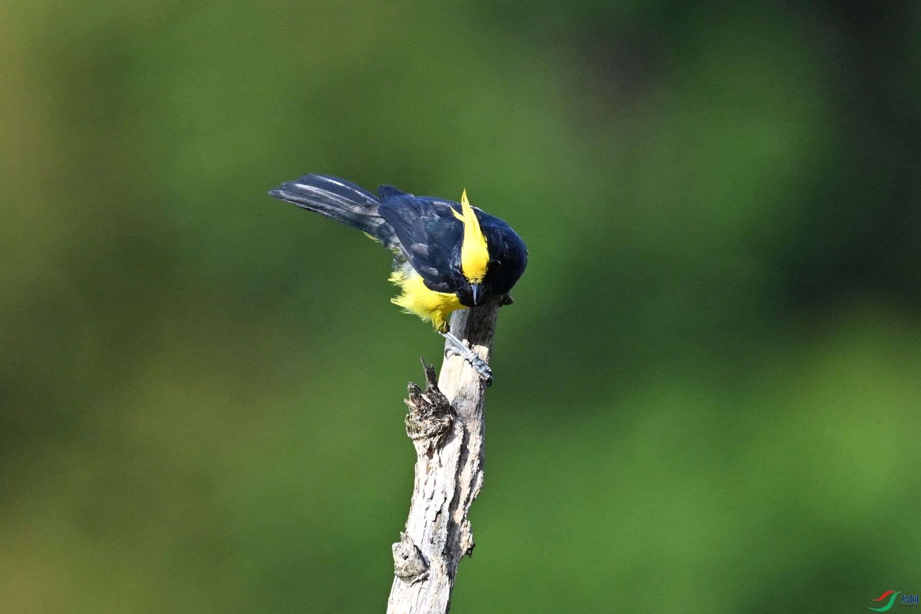 DSC_2247.JPG