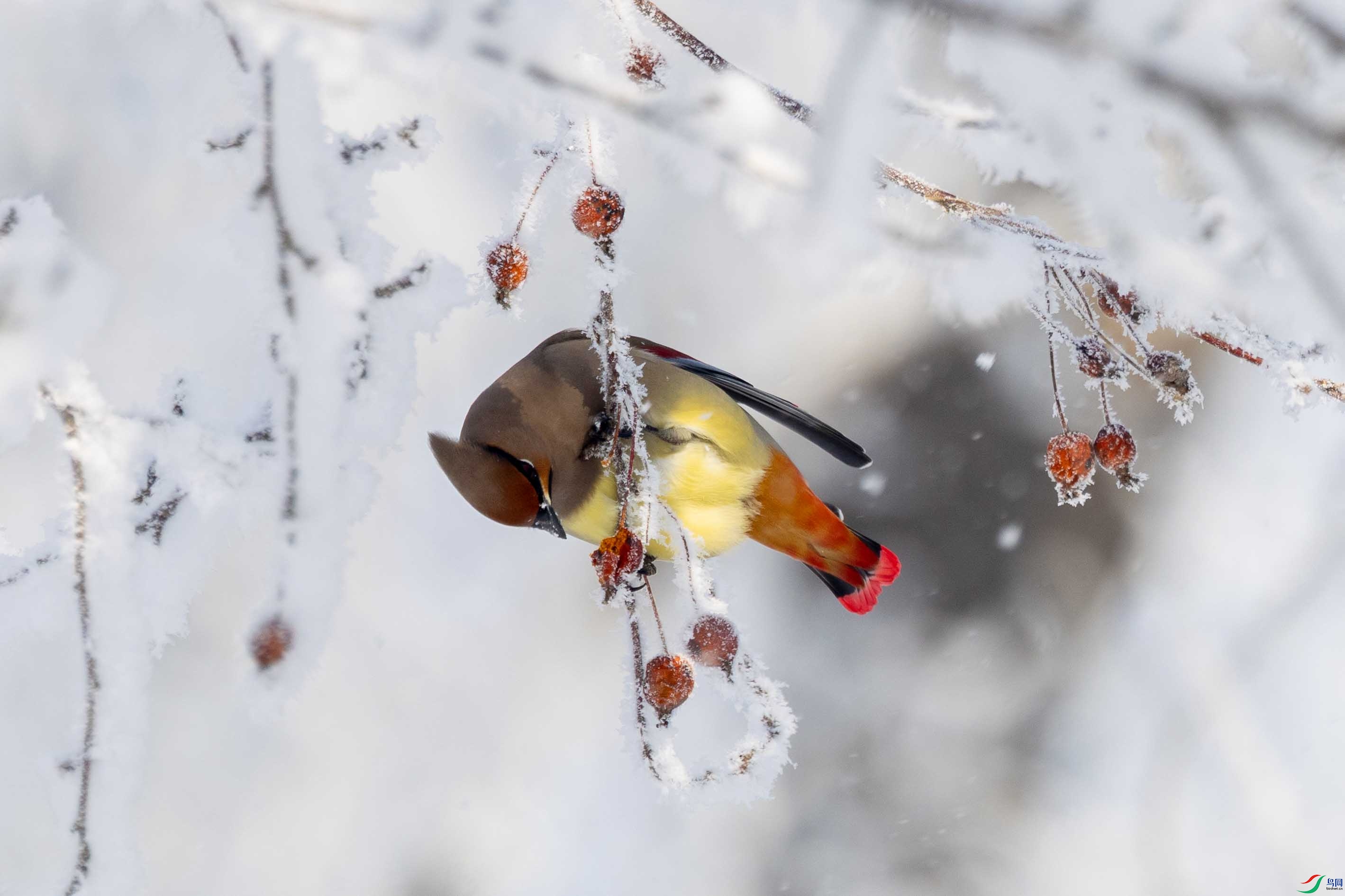 107A3994 ����.jpg