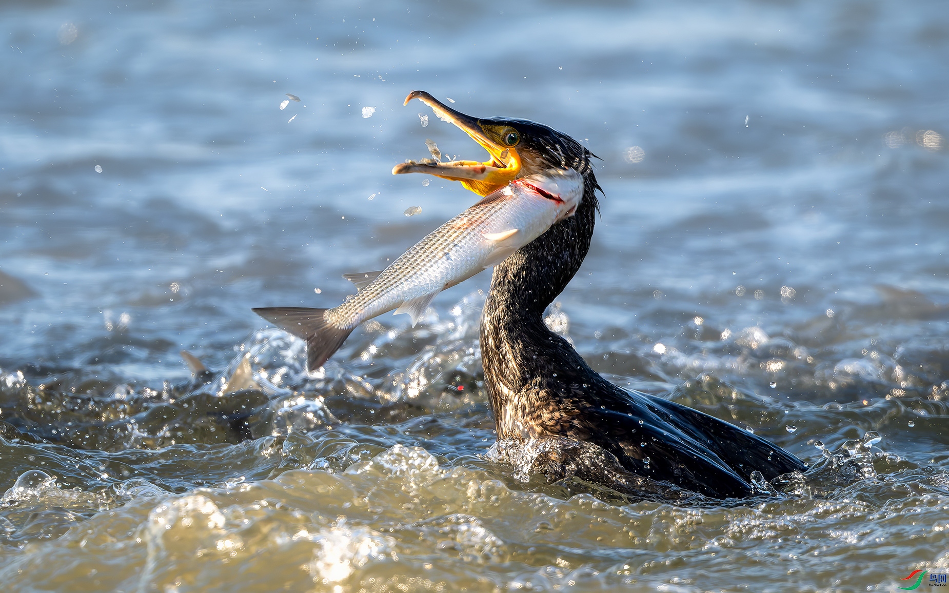 DSC_6428-DxO_DeepPRIME XD2s.jpg