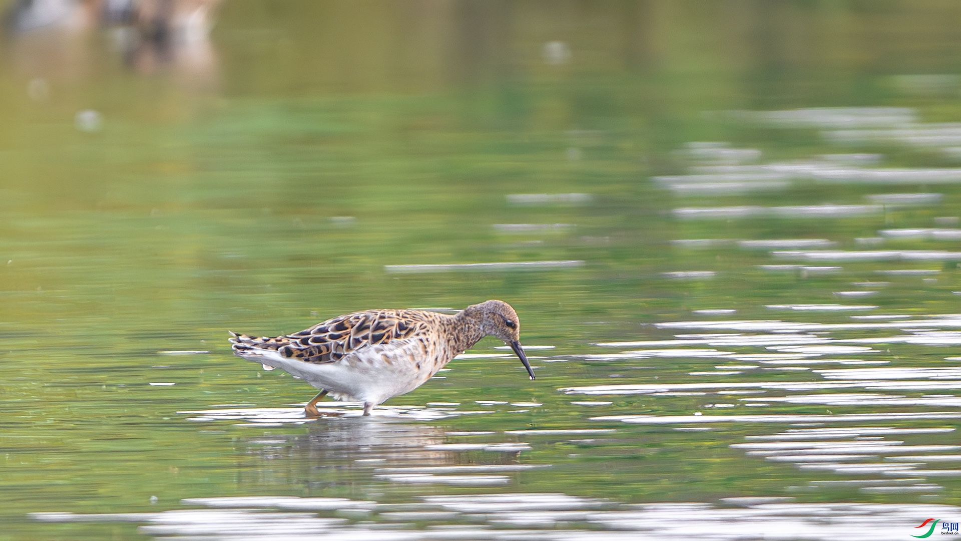 DSC_5187-����ǿ-NR ����.jpg