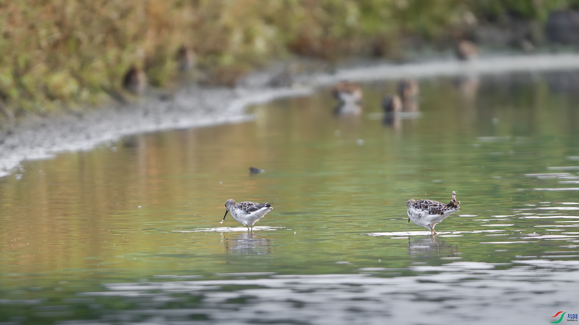 DSC_5184-����ǿ-NR ����.jpg