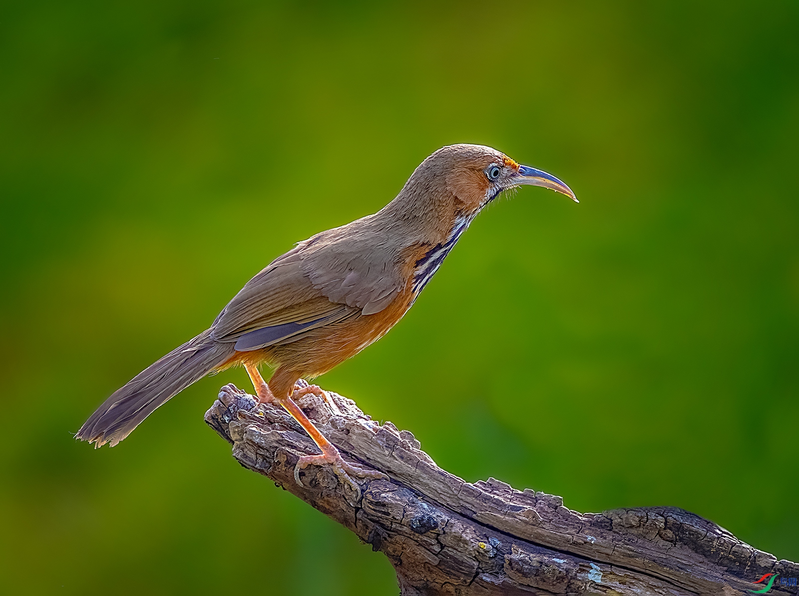 ���ع�����