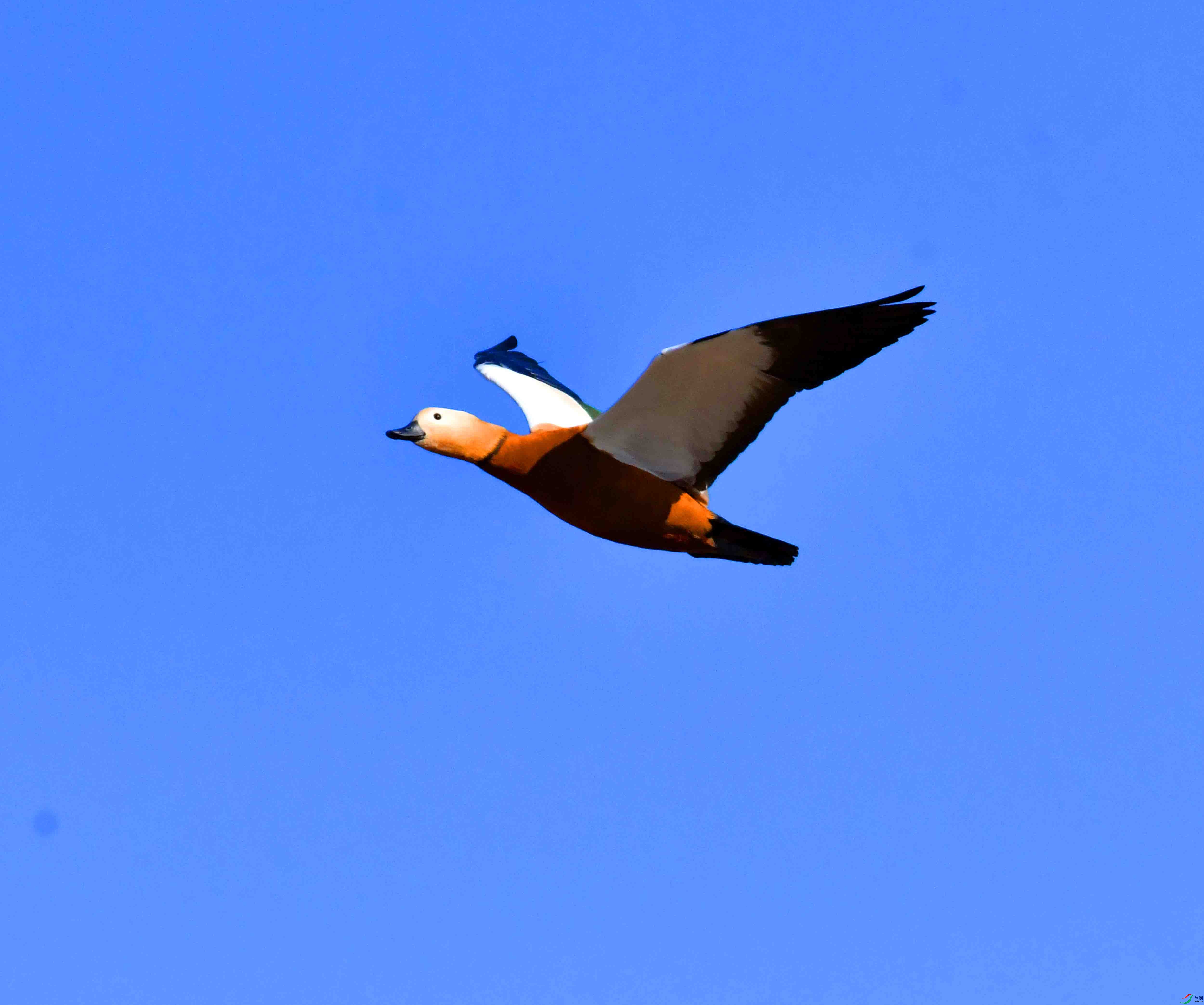 DSC_5546.JPG