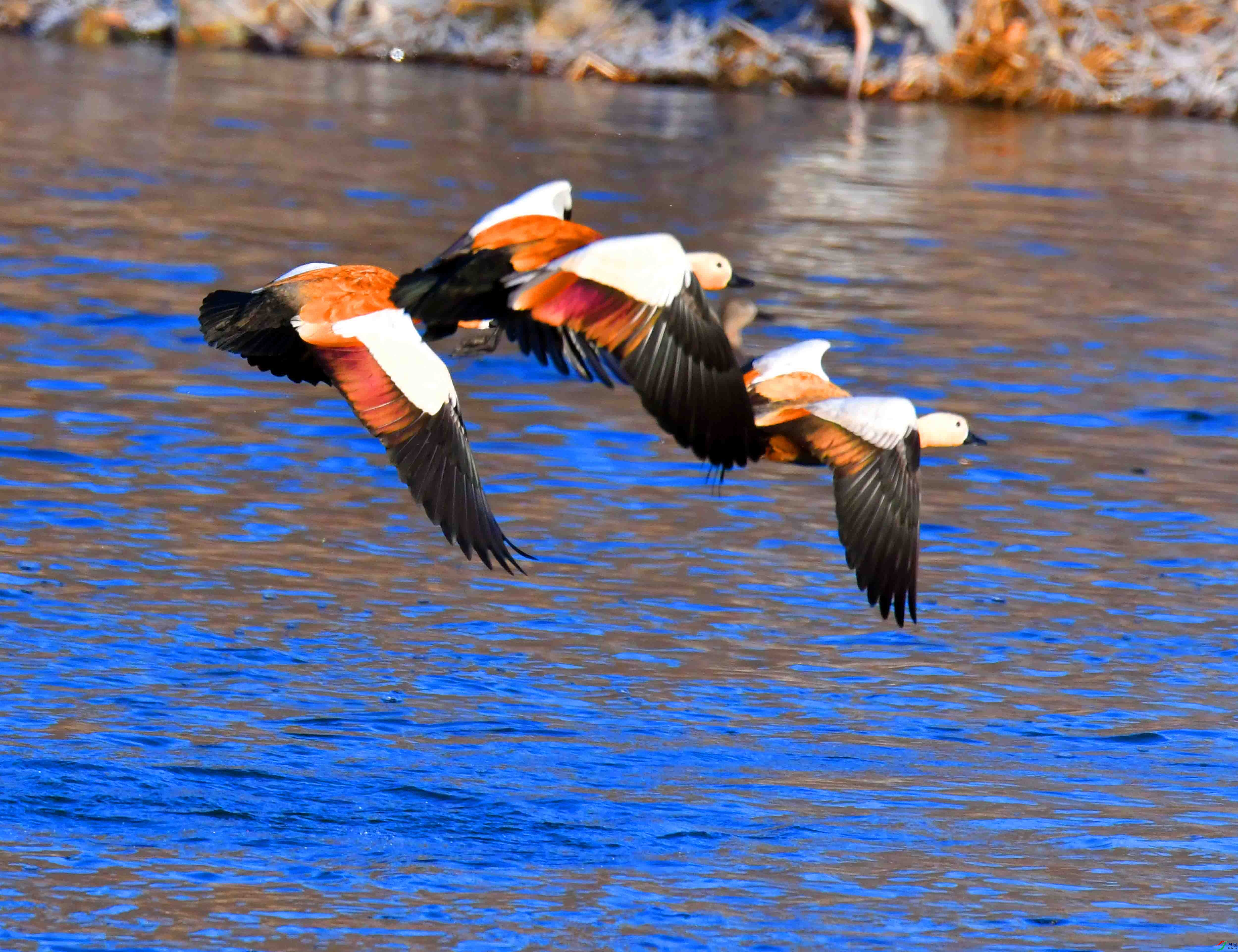 DSC_5609.JPG