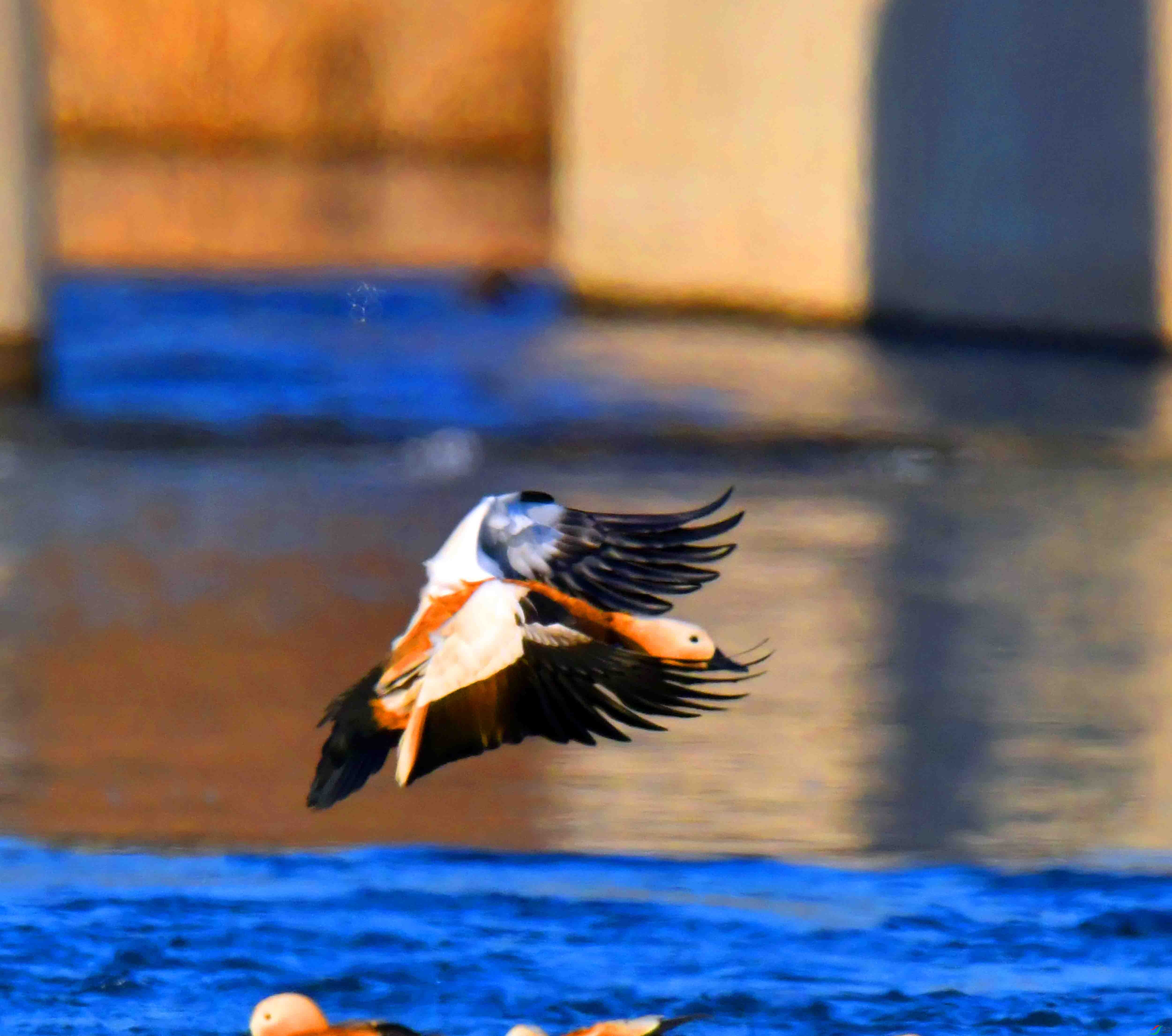 DSC_5959.JPG
