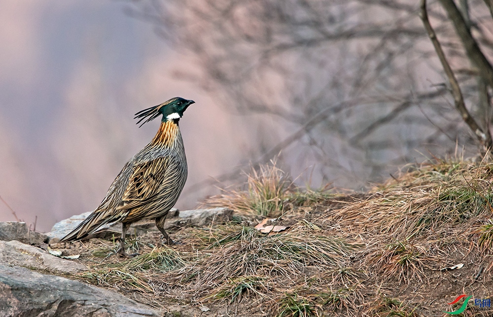 _MG_9542.jpg