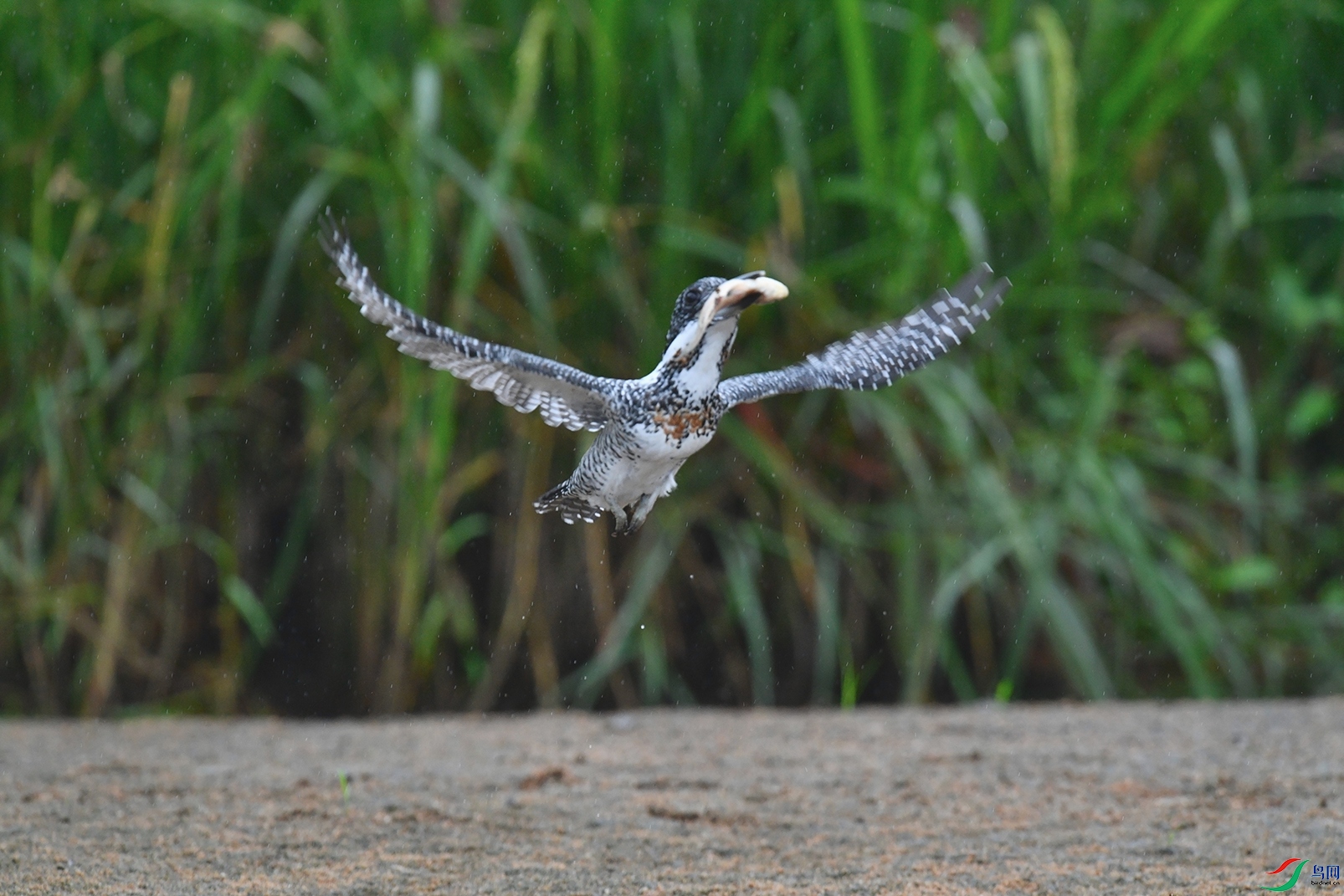 2DSC_4601_DxOa.jpg