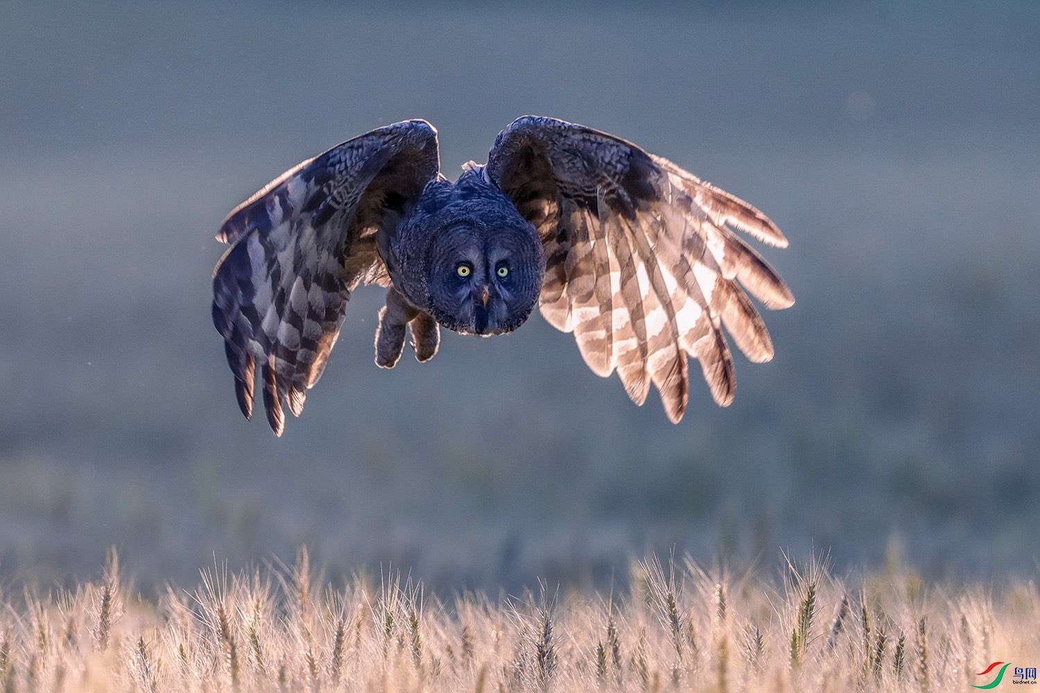 _37I3205 b����.jpg