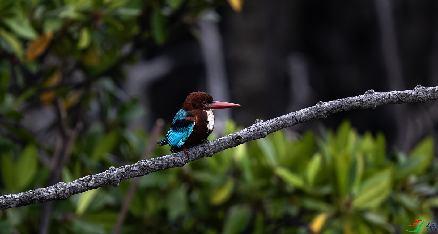 _DSC7850-����ǿ-NR ����.jpg