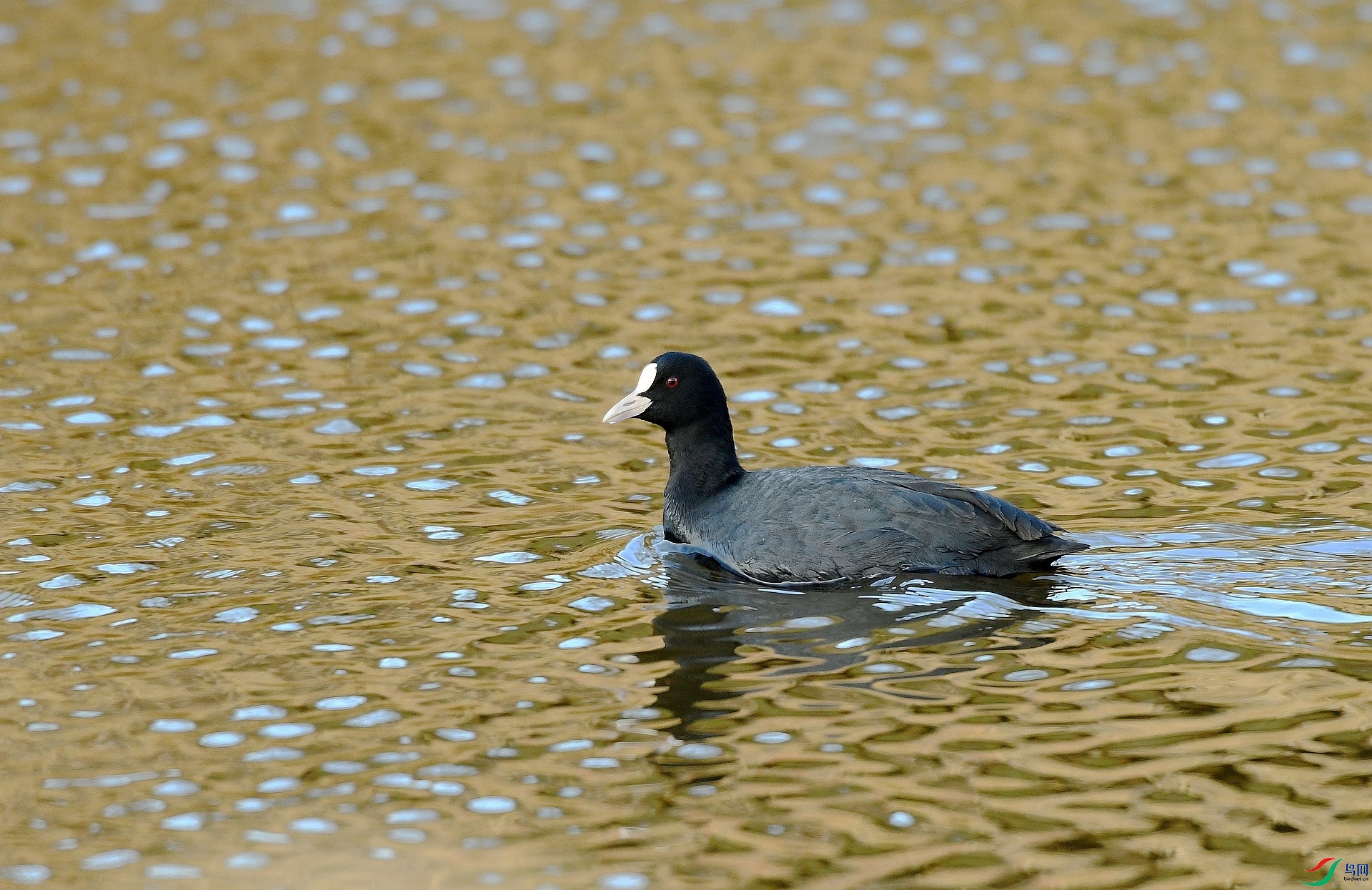 DSC_4676.jpg
