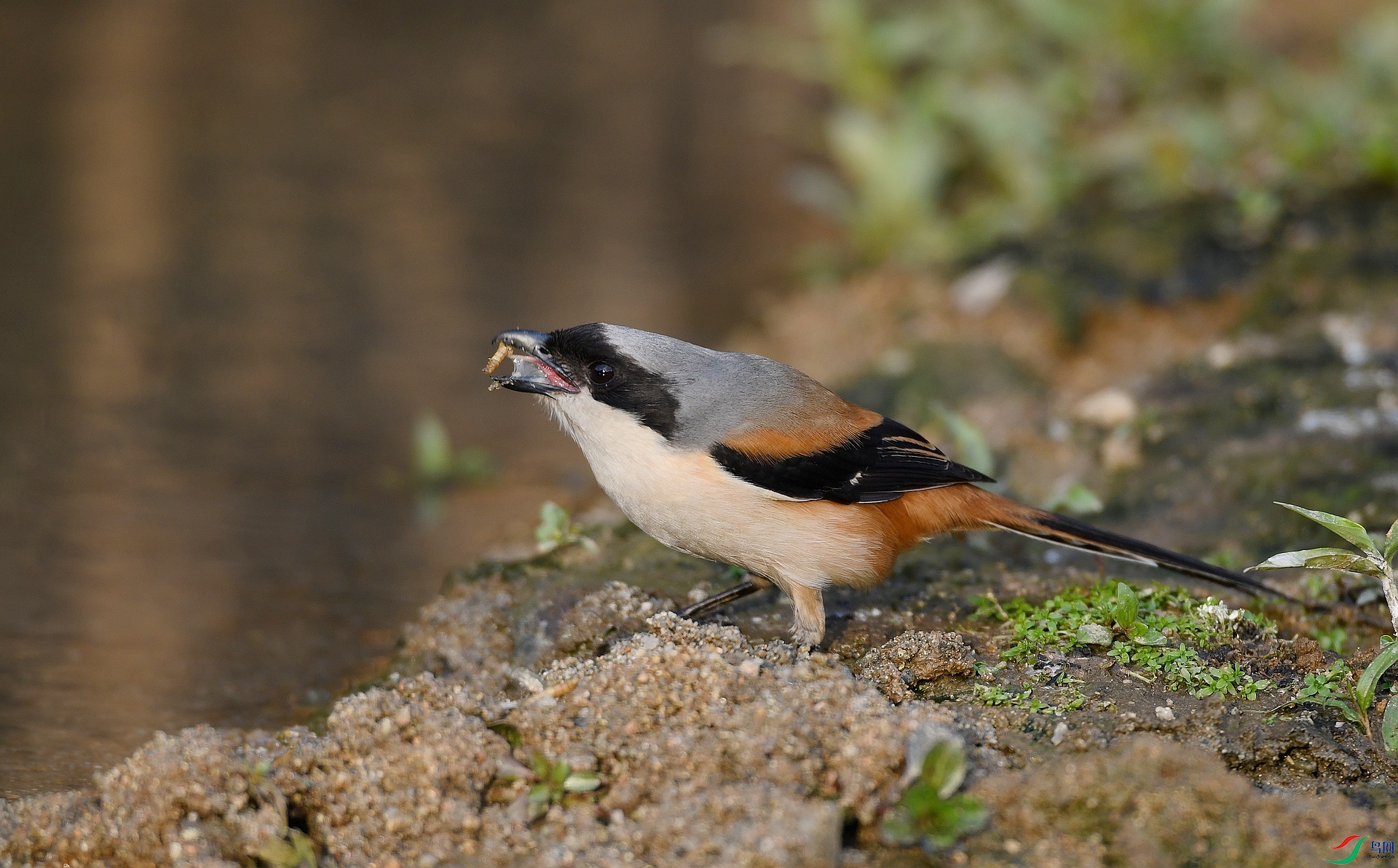 DSC_6475.jpg