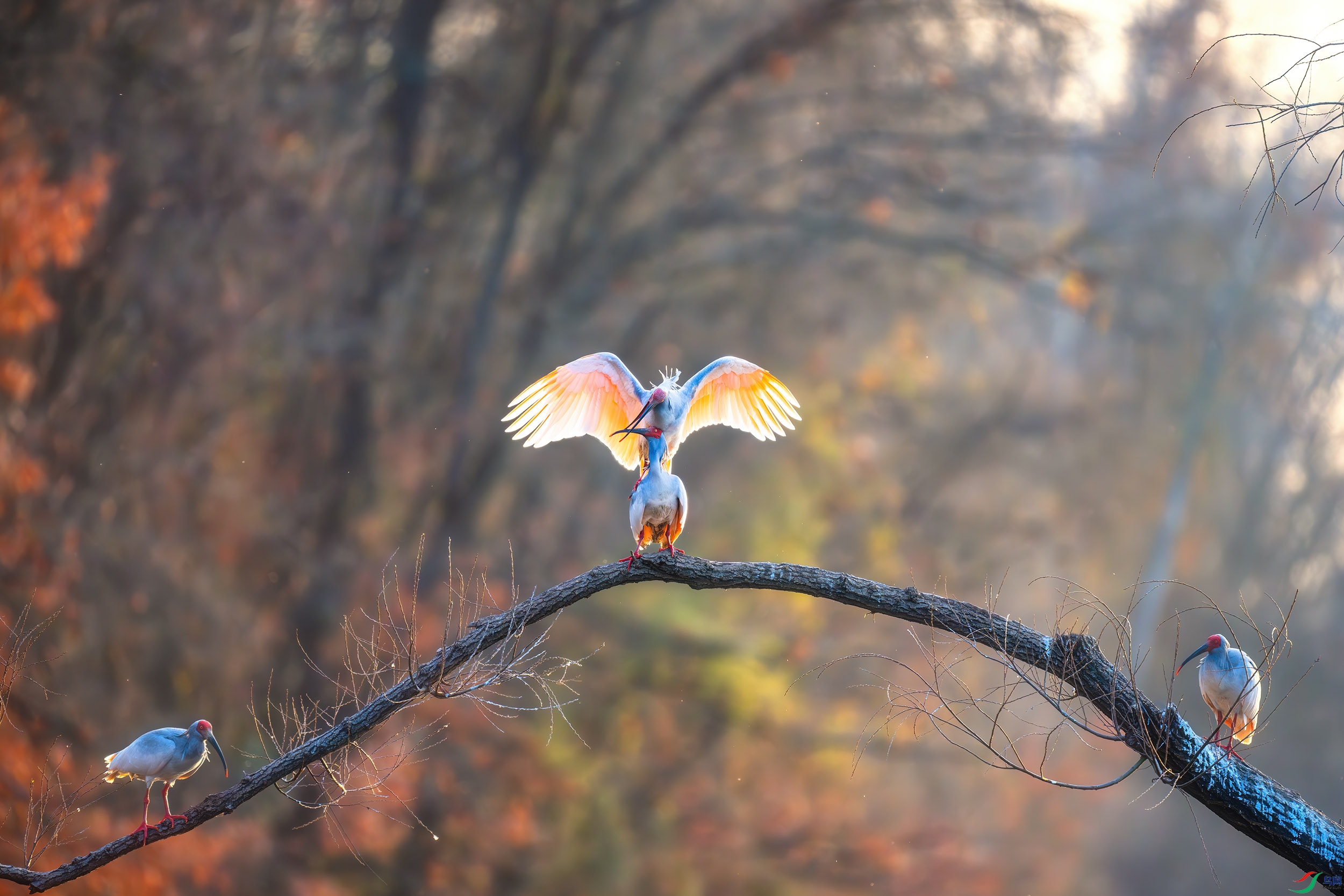 DSC_2577 ����.jpg