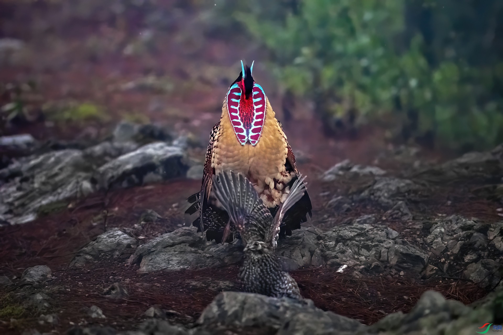 ������ż