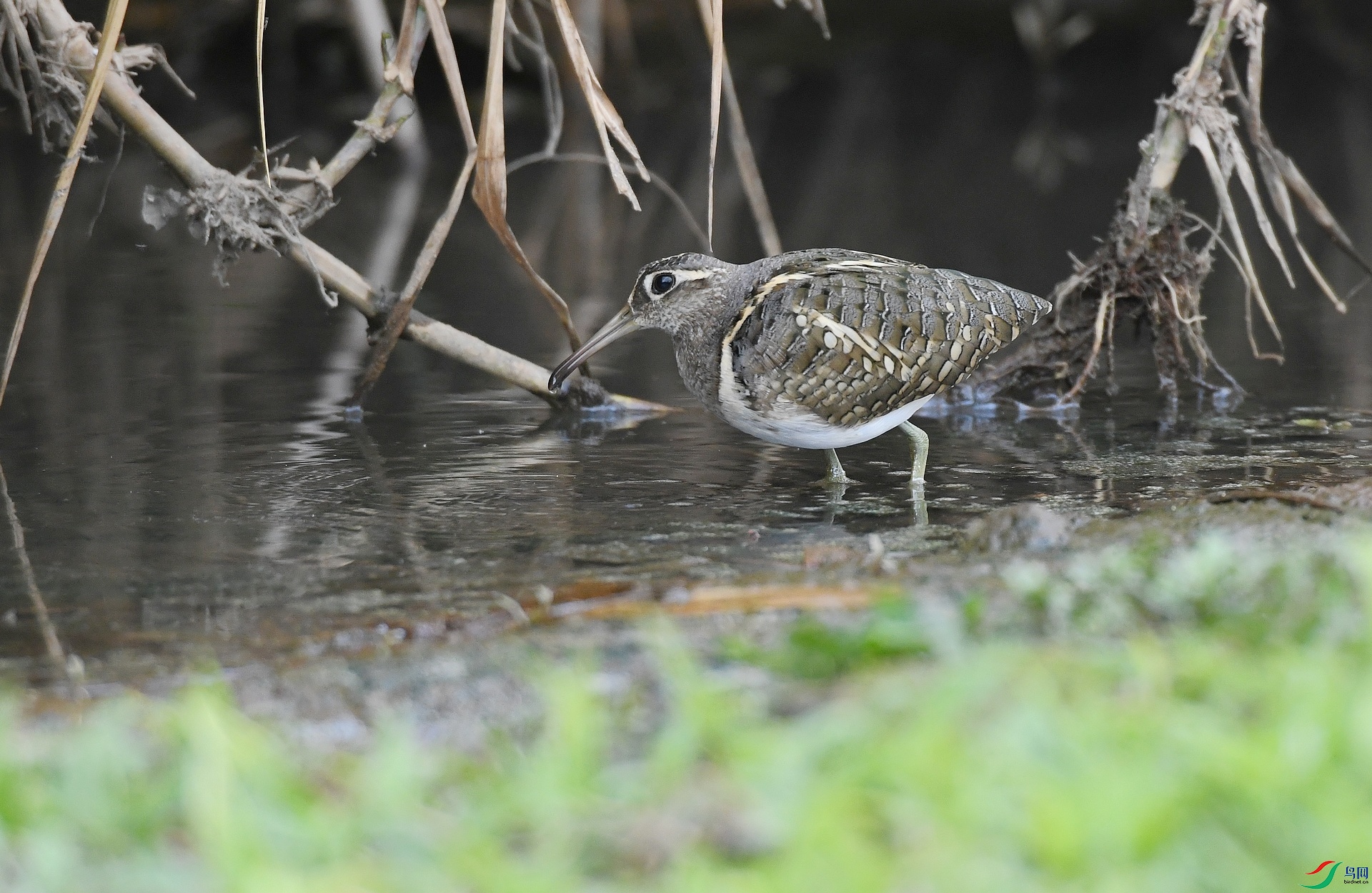 DSC_6732.jpg