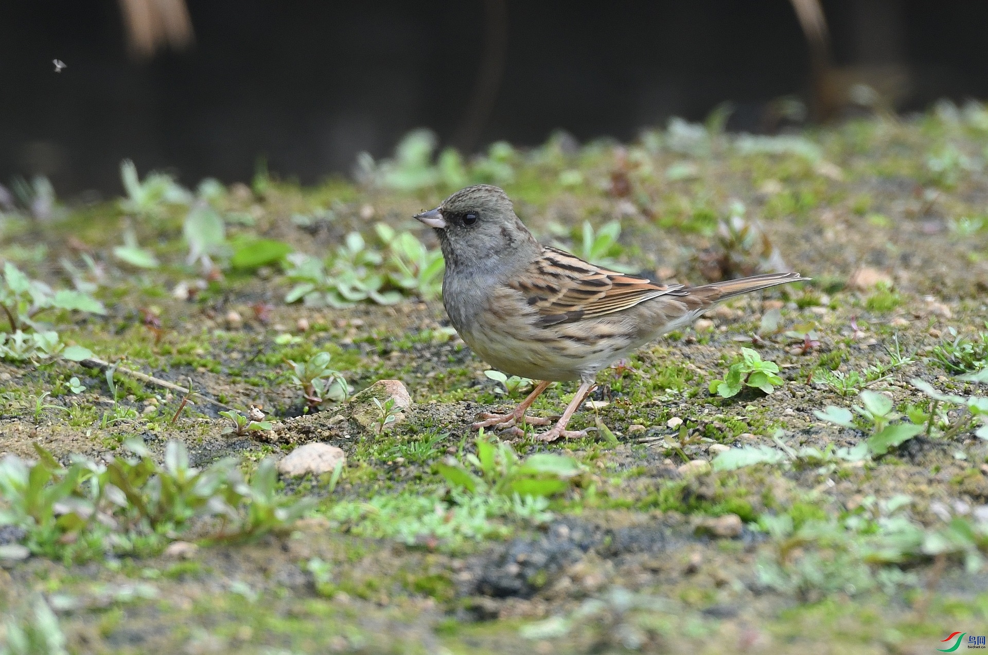 DSC_7469.jpg