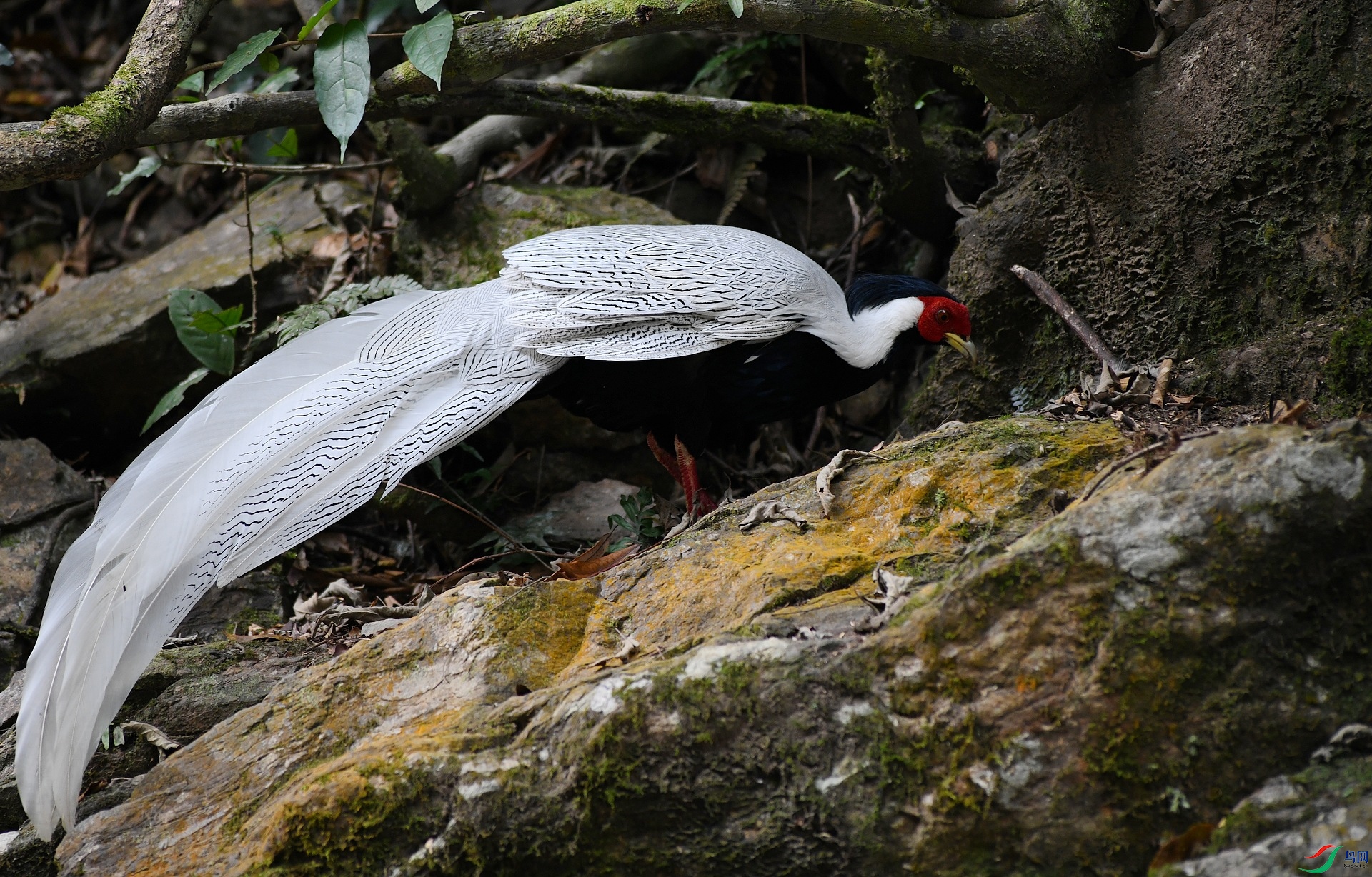 DSC_7398.jpg