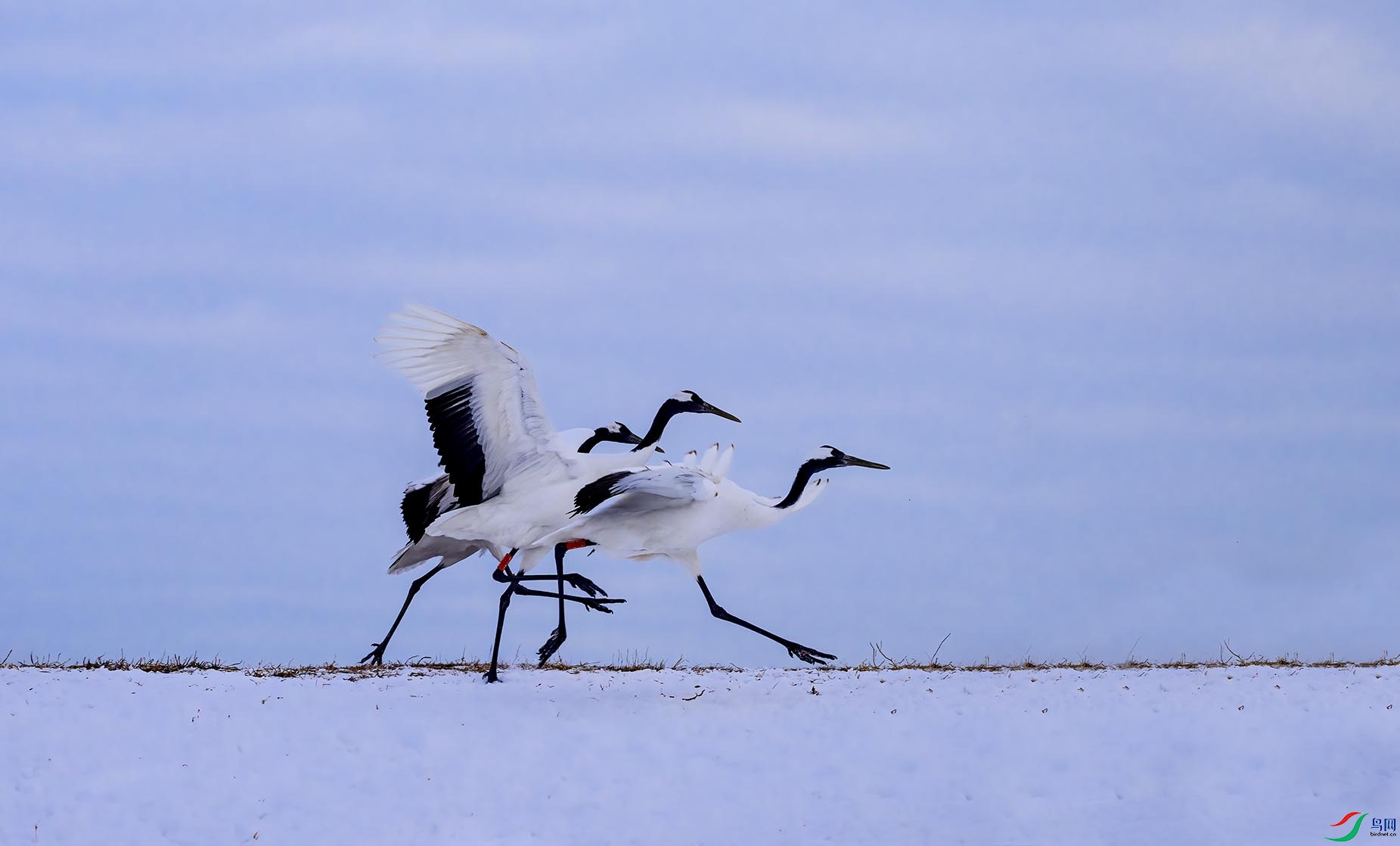 _DSC1951 ����.jpg