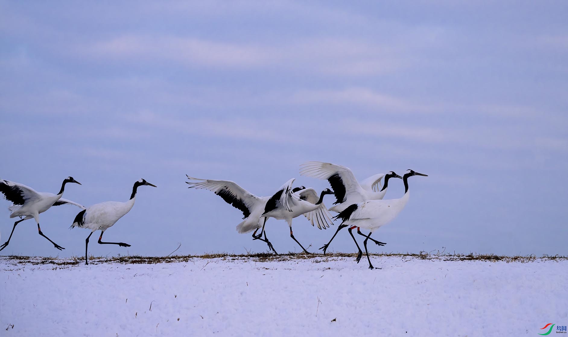 ѩ���������װ鳿��