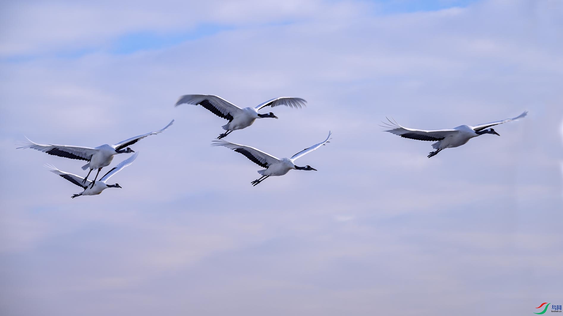 ѩ���������װ鳿��