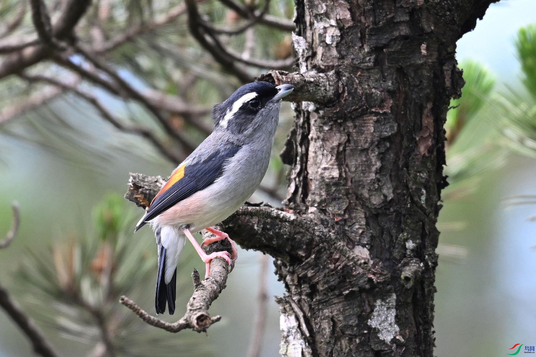 DSC_1229.JPG