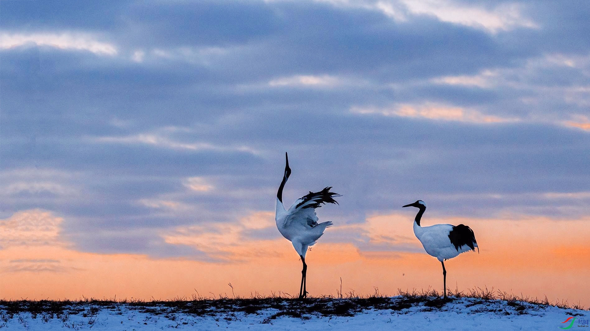 ѩ���������װ鳿��