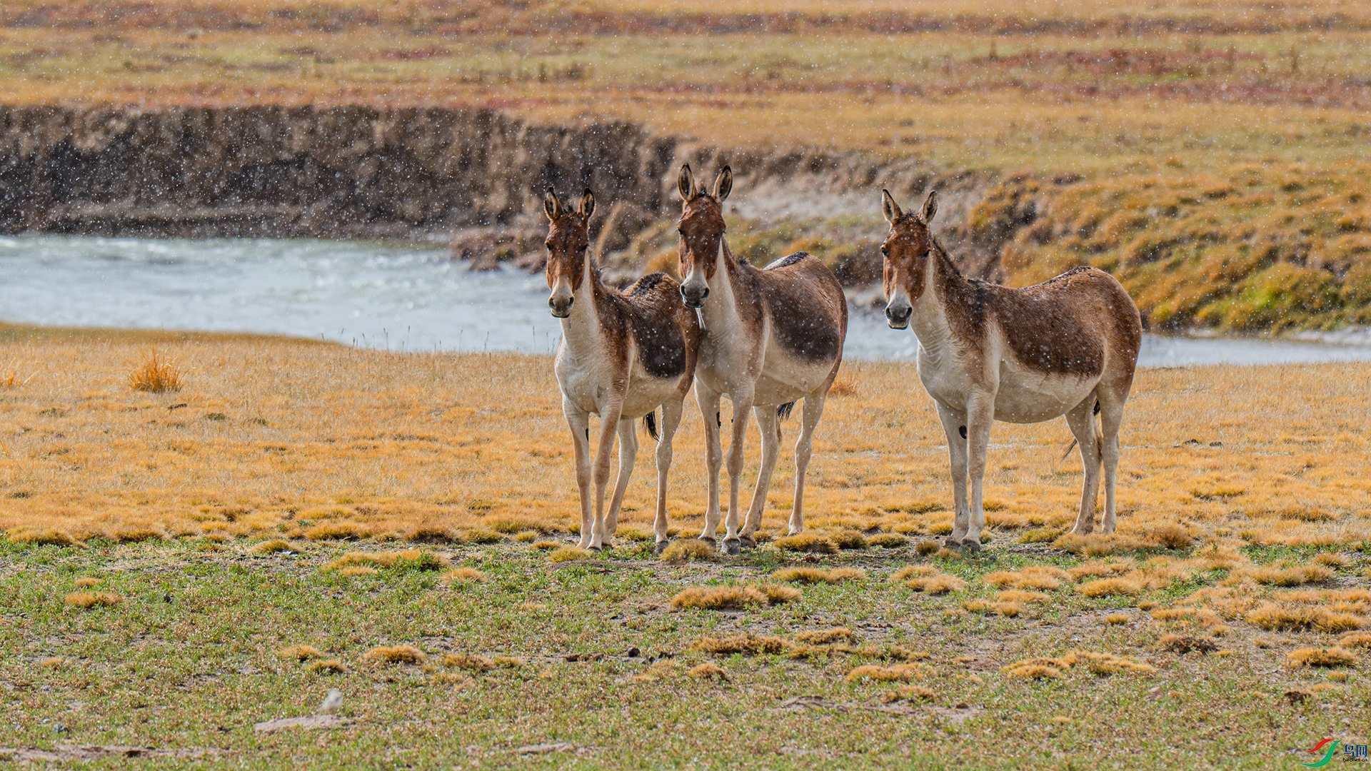 DSC_4531-1 ����_����.jpg