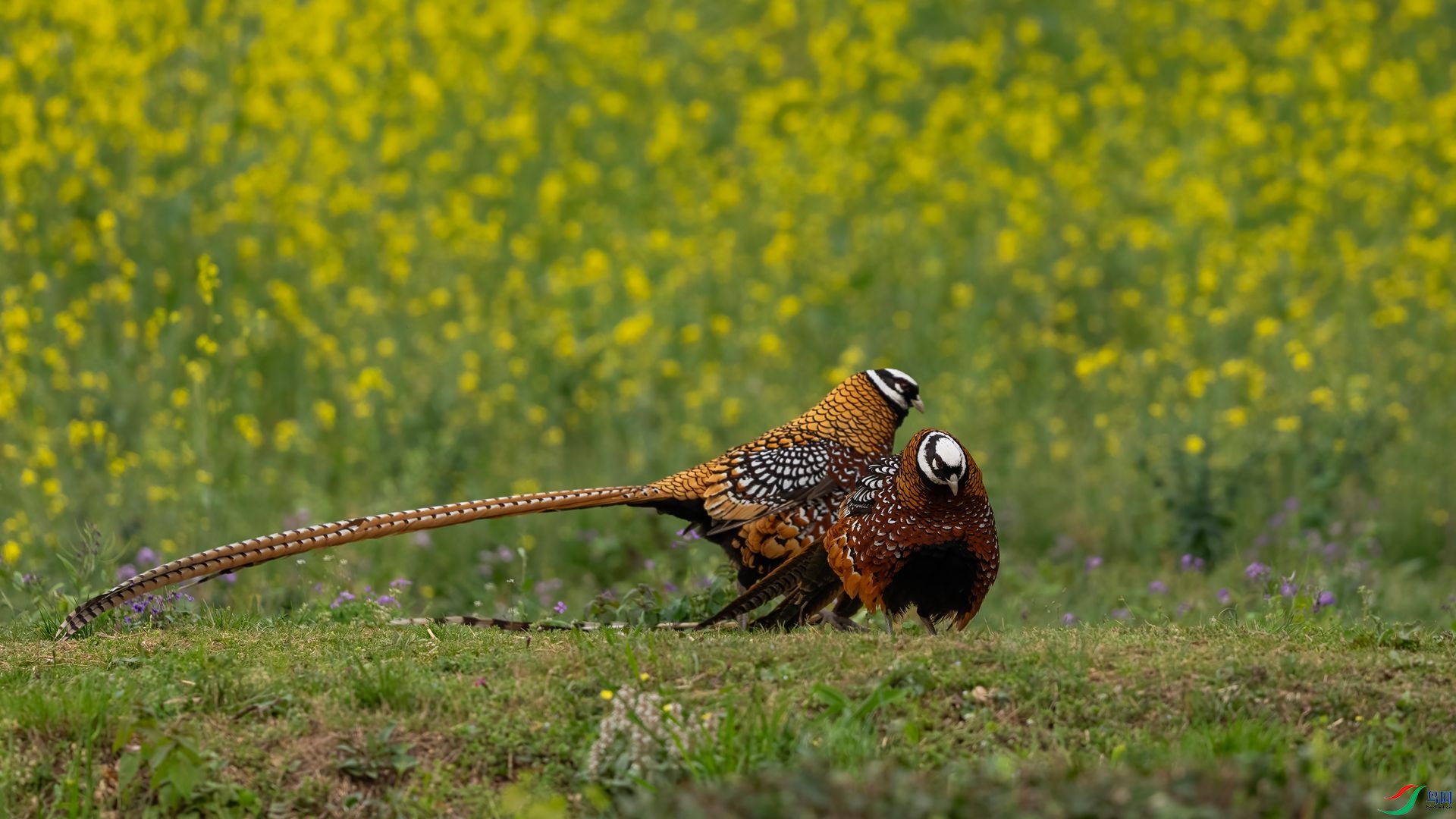 DSC09699 ����.jpg