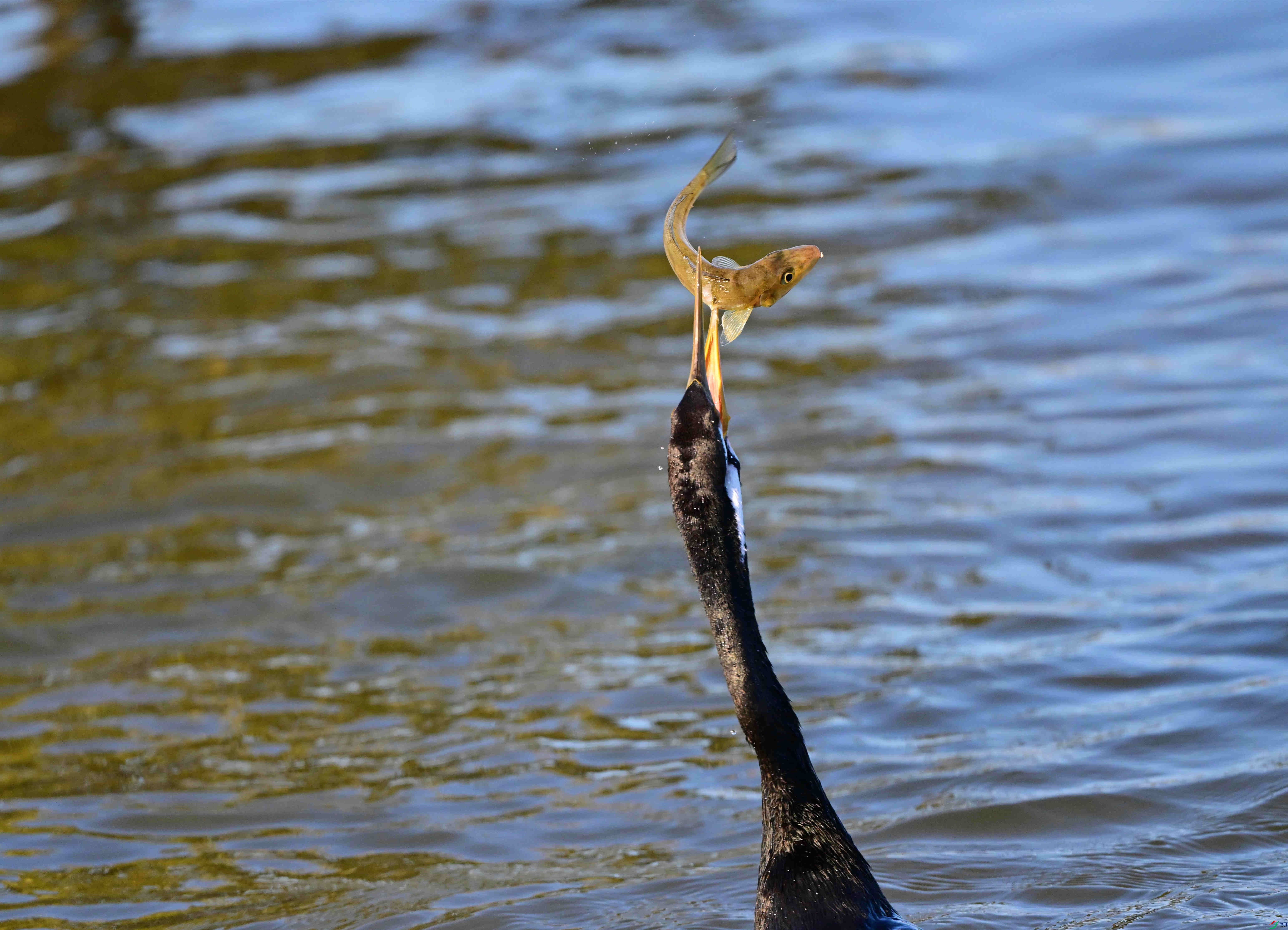 DSC_0803_��ͼ��_����.jpg