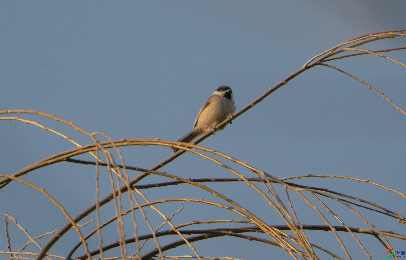 DSC_2436.jpg
