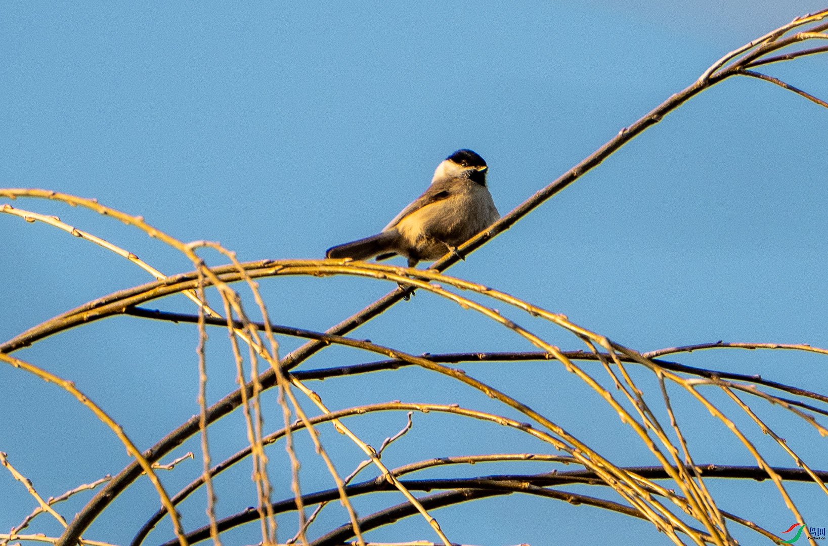DSC_2432.jpg