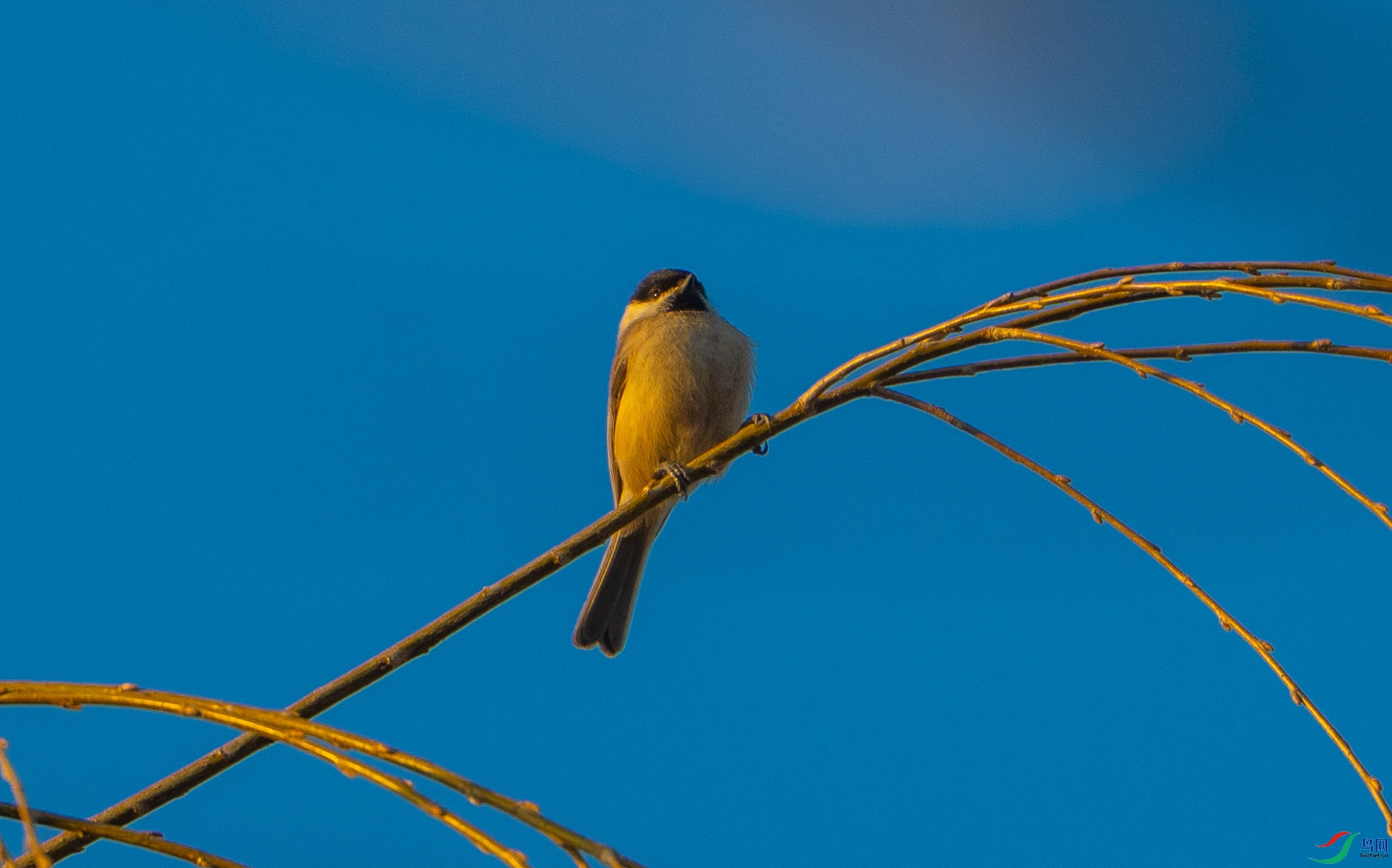 DSC_2460_1.jpg